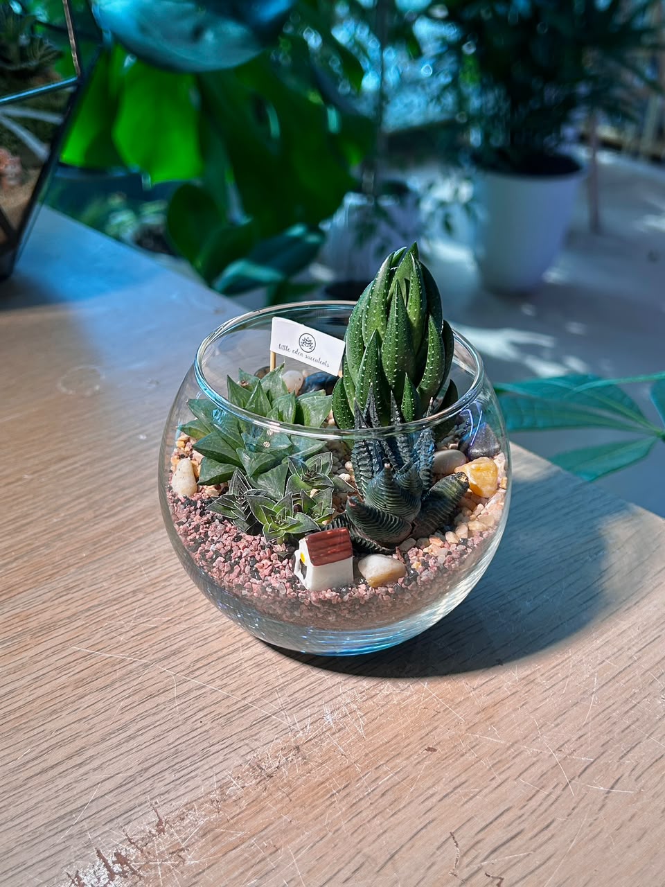 Succulent Arrangement Terrarium (εδΊε·ε±) Harworthia in Fishbowl Glass