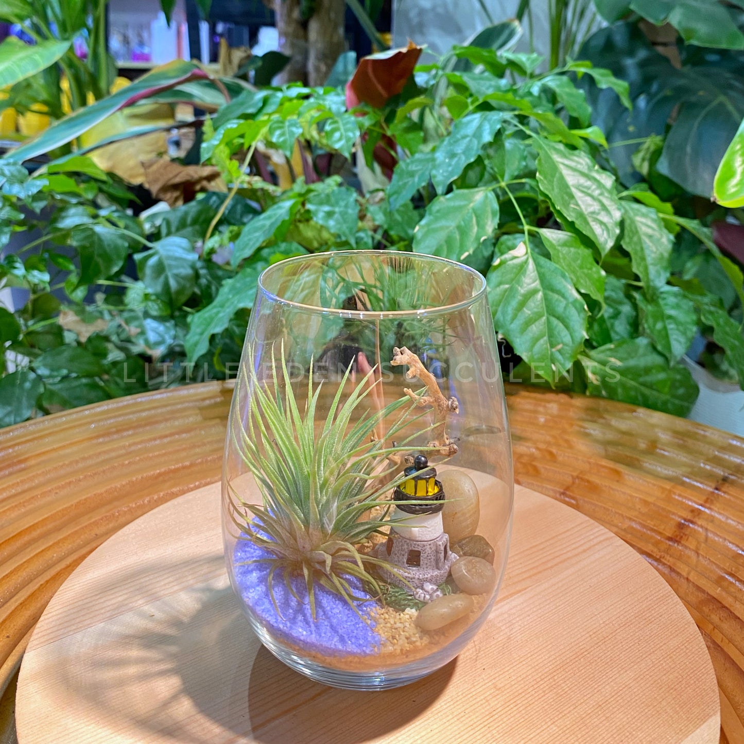 Airplant in Tall Glass Terrarium