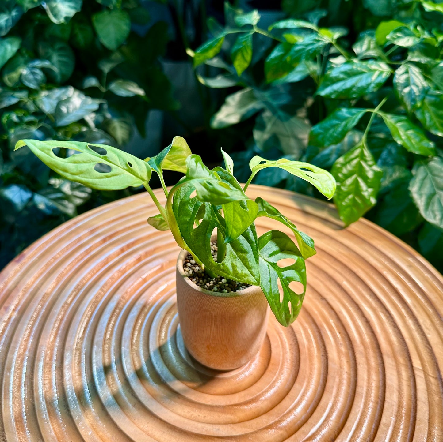 Monstera Adansonii in Bamboo Pot