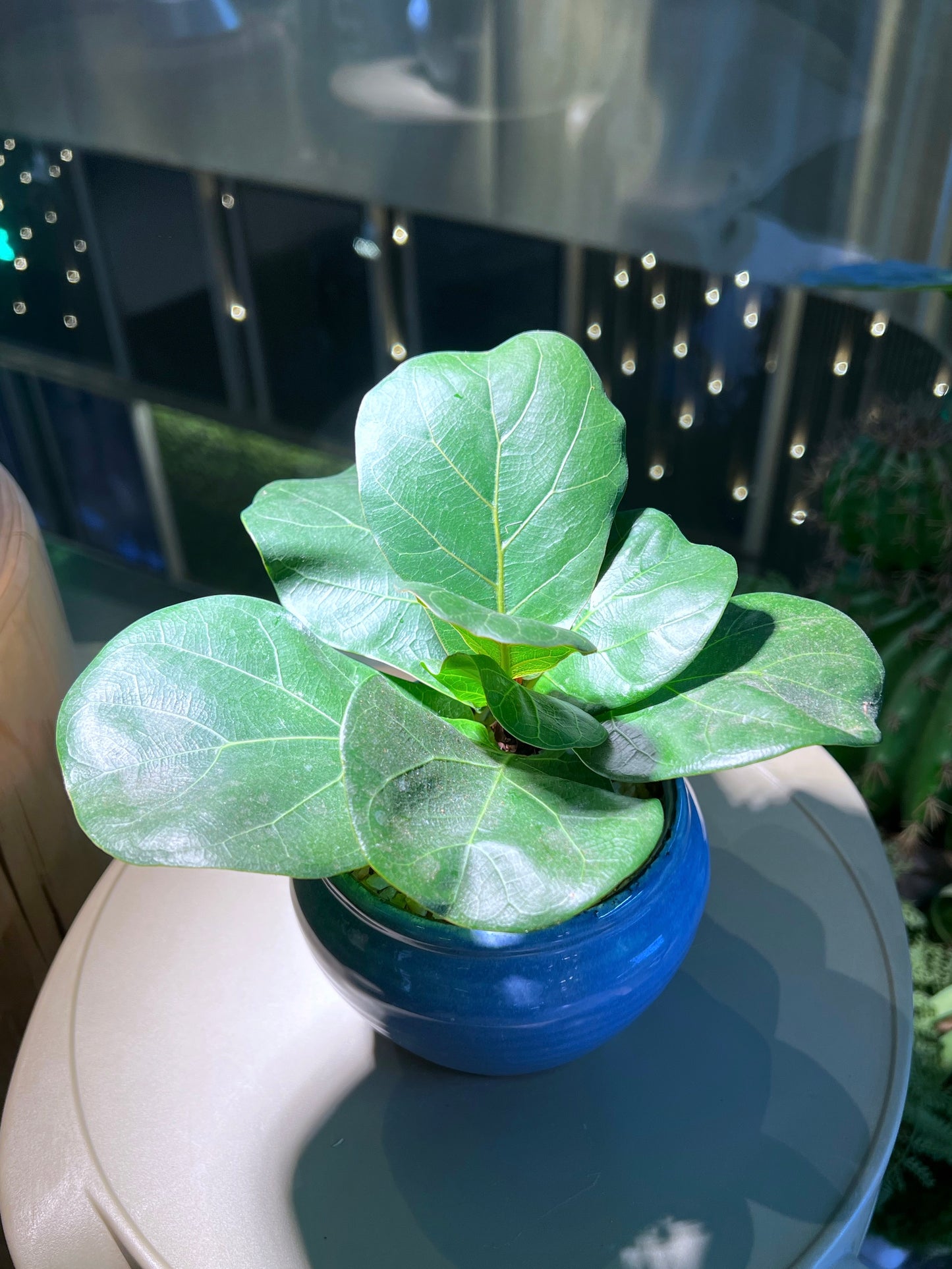 Fiddle-Leaf Fig (琴叶榕) in Ocean Blue Ceramic Pot