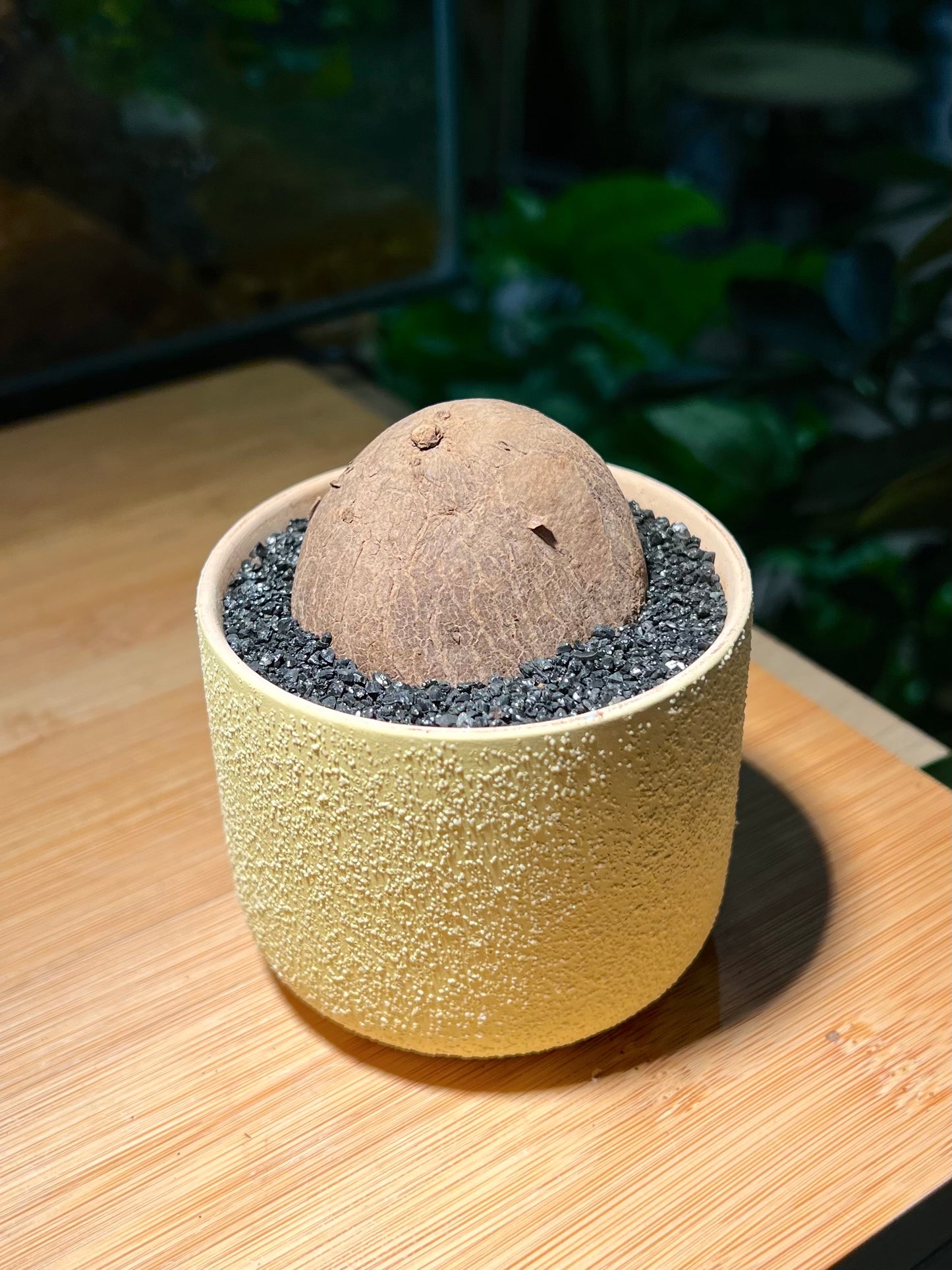Stephania in Light Yellowish Matt Textured Designed Pot