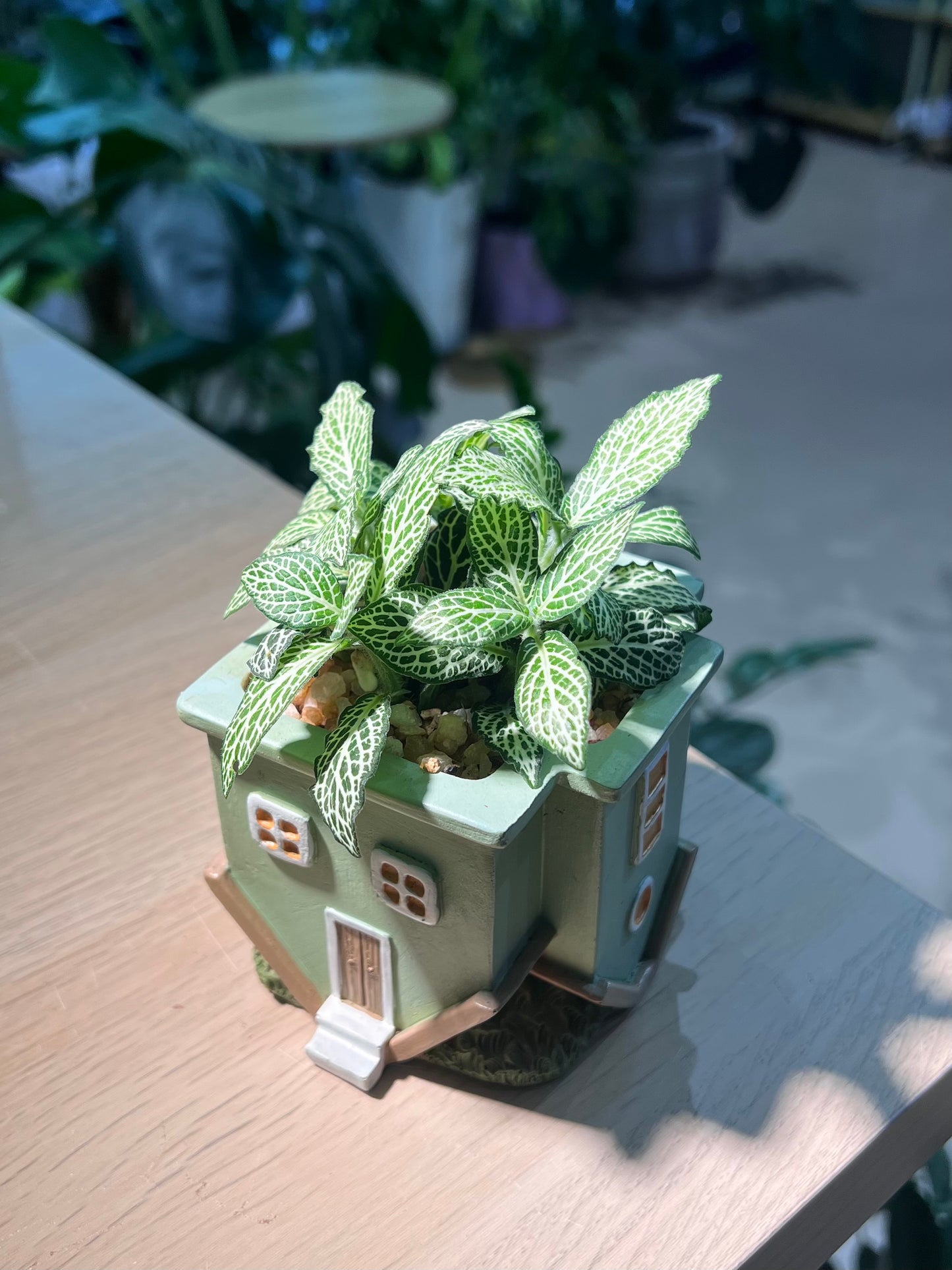 Fittonia in Upside Down House Pot