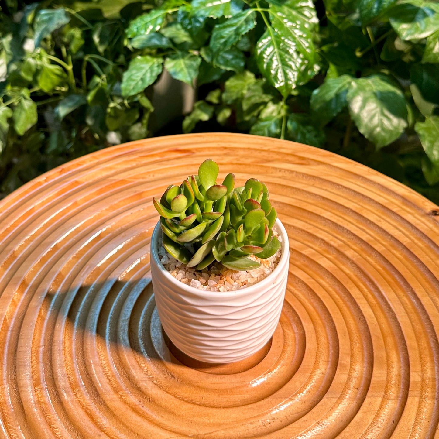 Jade Plant in White Designer Pot