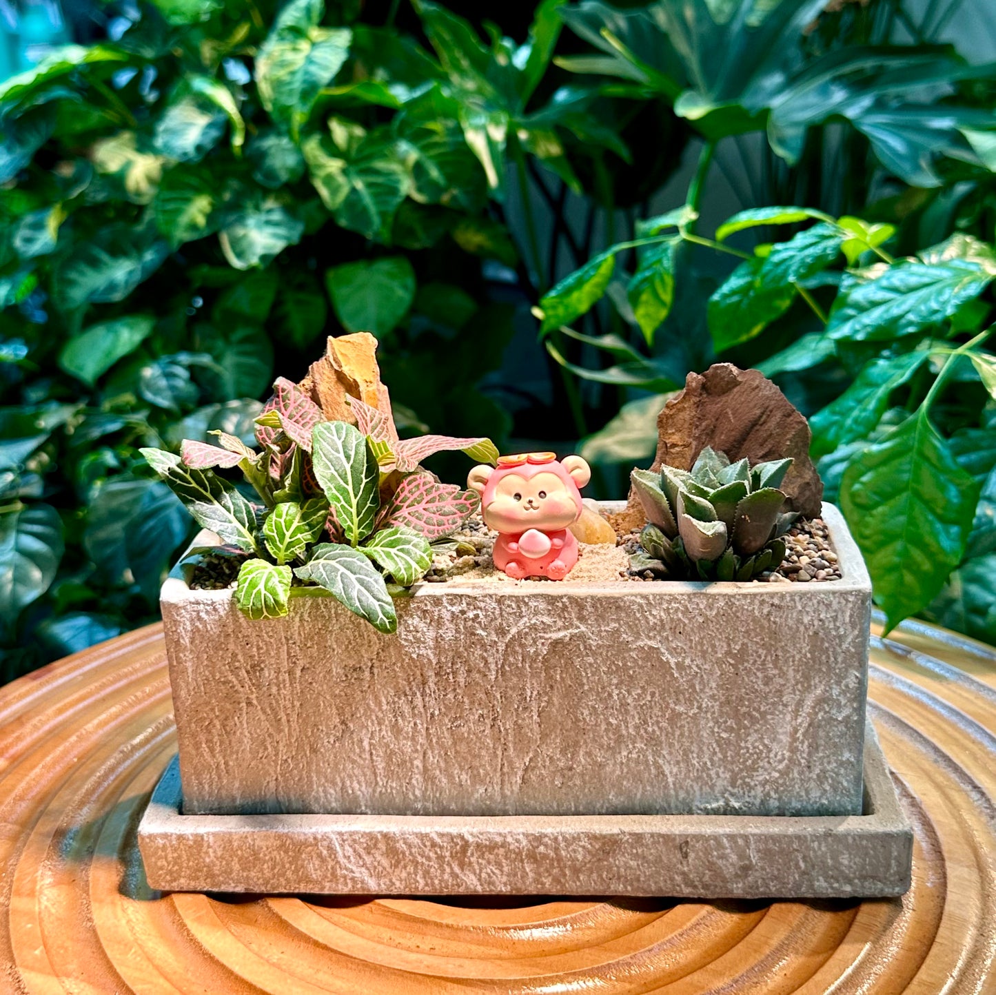 Fittonia and Haworthia Arrangement in Designer Pot