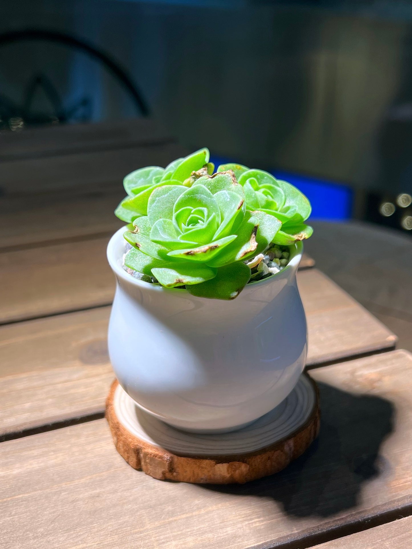 Mountain Rose in White Belly Ceramic Pot
