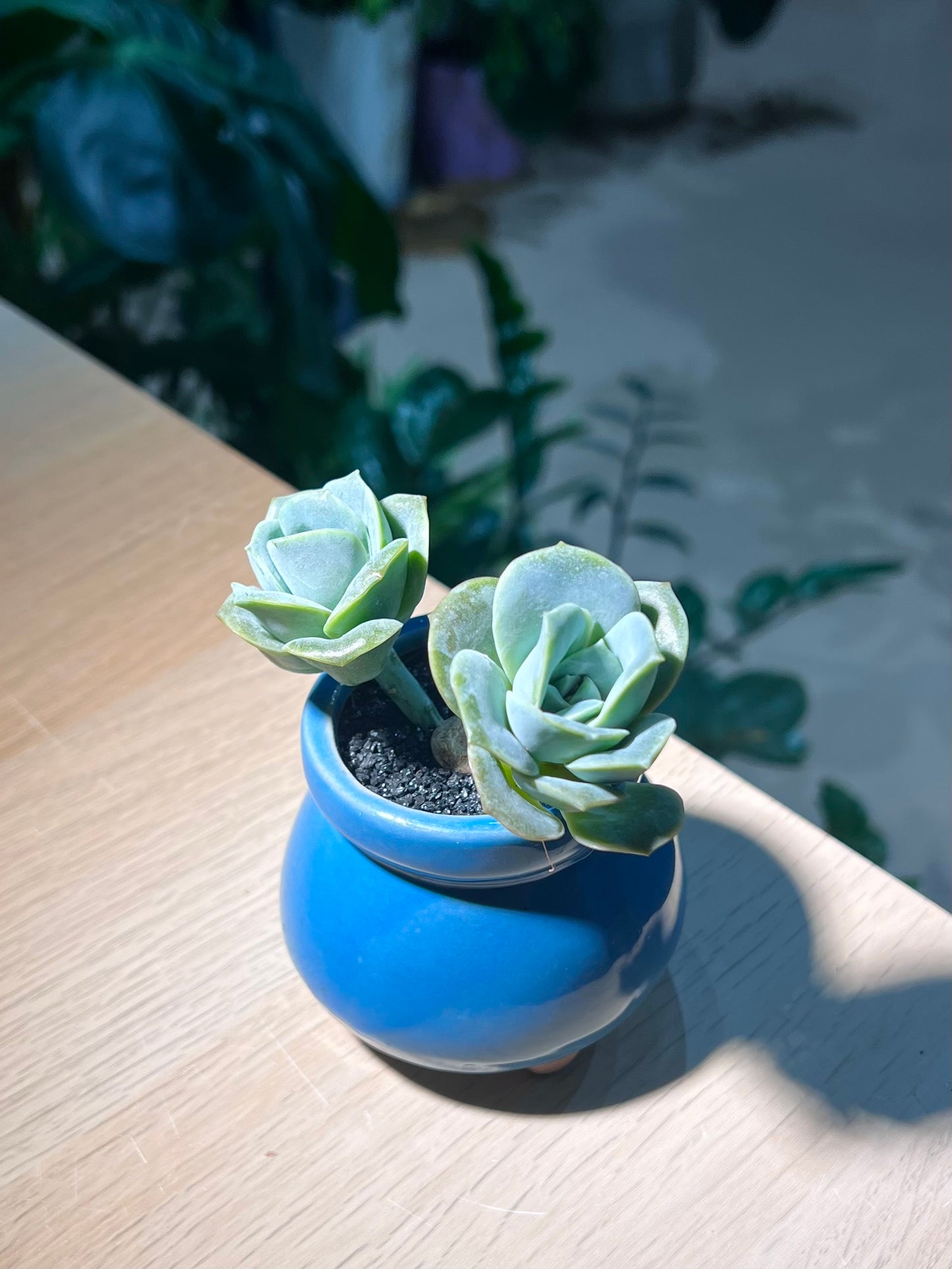 Graptoveria 'Lovely Rose' in Sea Blue Belly Ceramic Pot