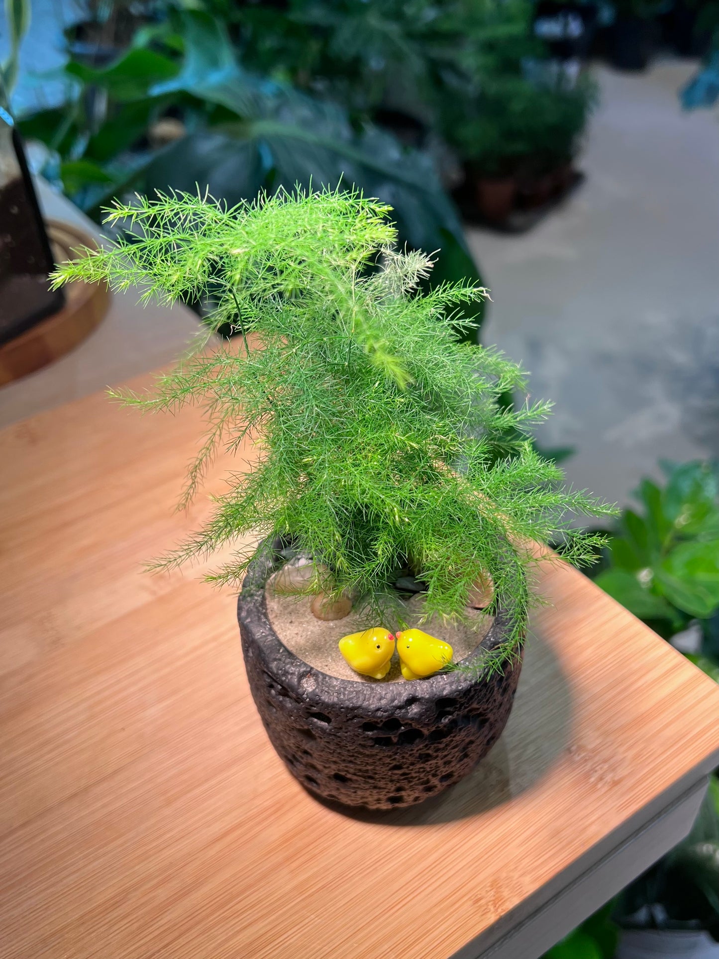 Asparagus Fern in Matt Black Concrete Pot
