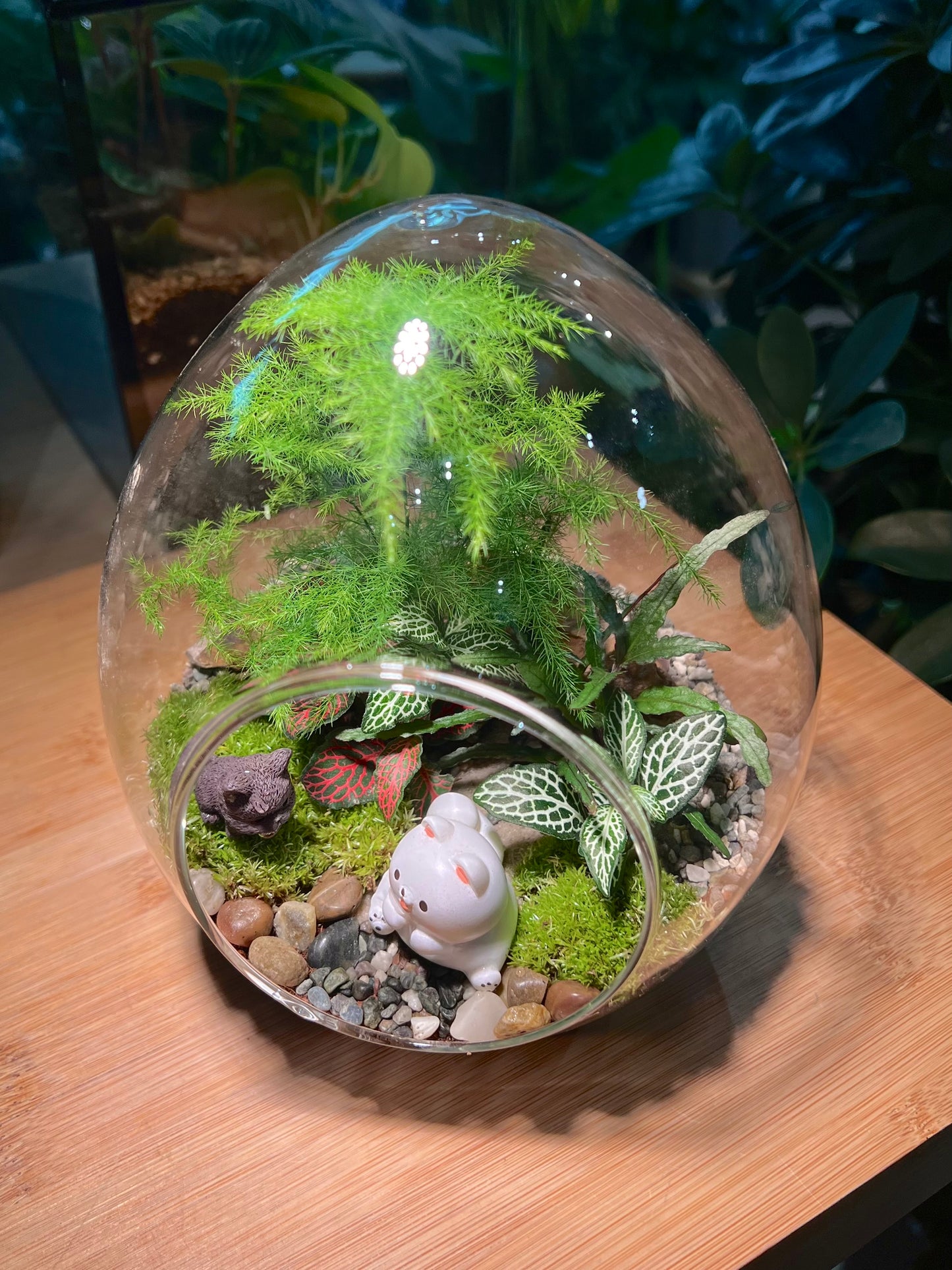 Fittonia and Asparagus Fern with Moss Arrangement in Eggette Glass