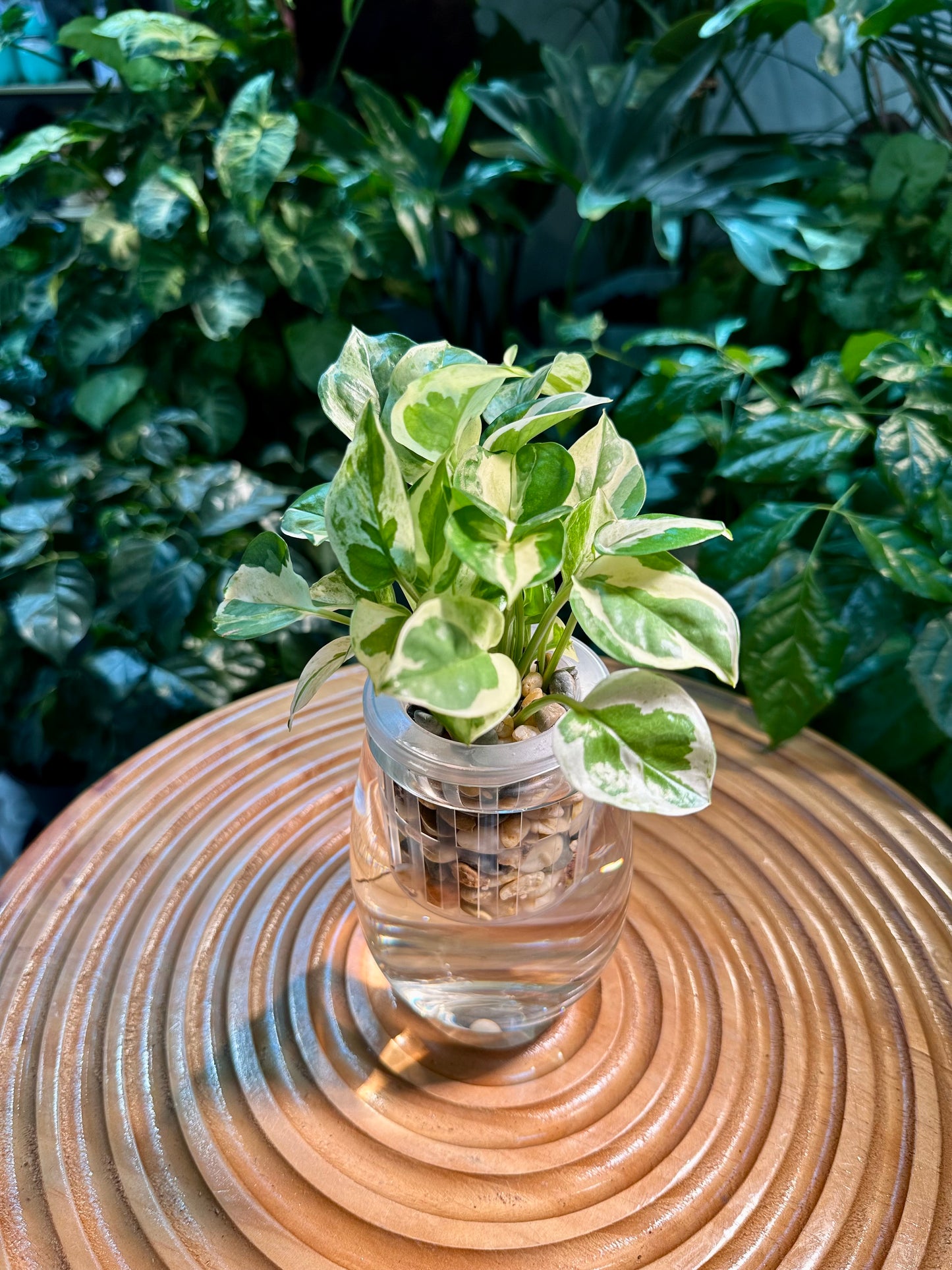 Pothos Njoy in Tall Water Based Glass