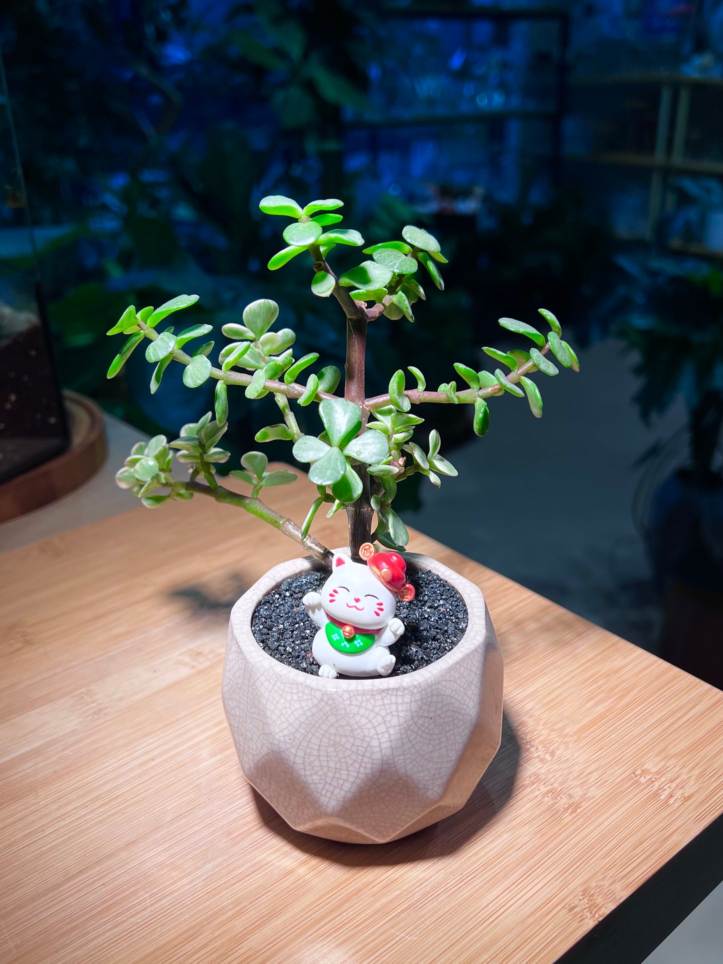 Crassula Ovata in Round Pattern Designed Ceramic Pot