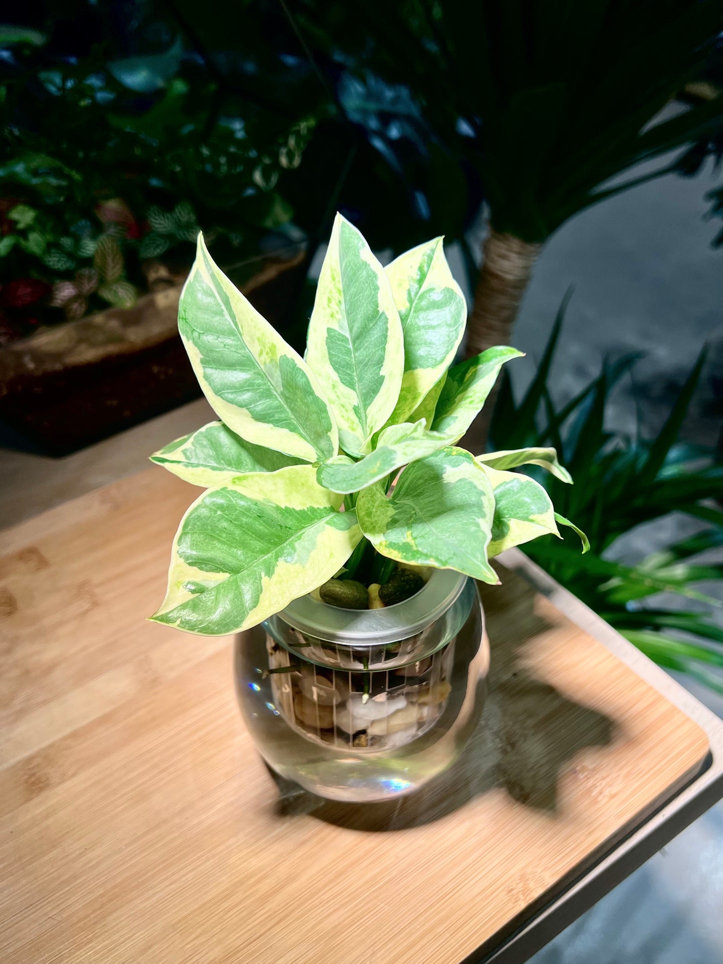 Pothos Njoy in Tall Round Water Based Glass