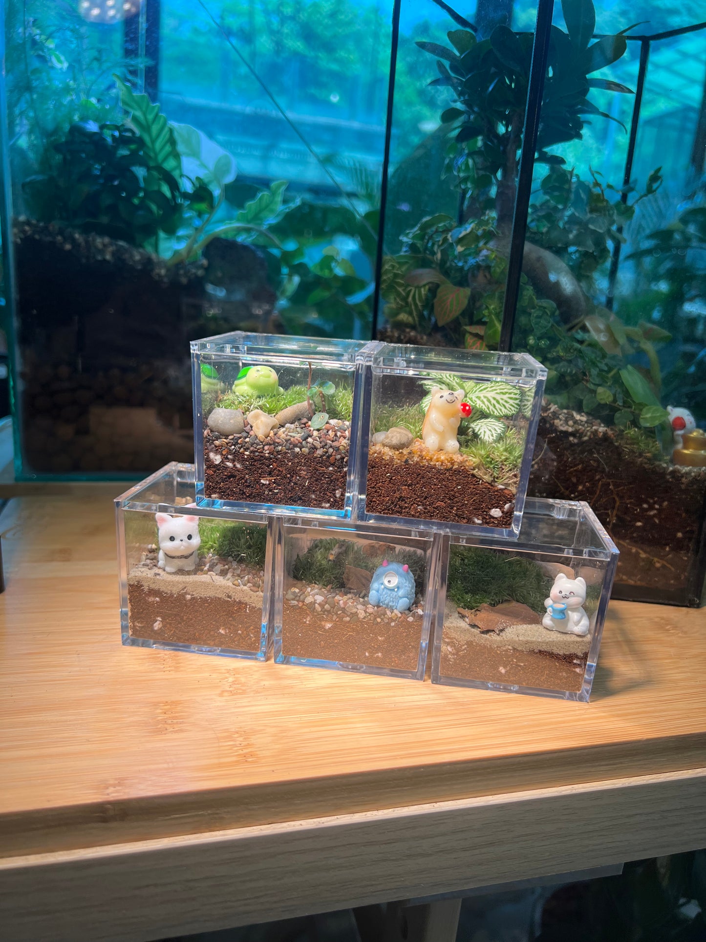 Door Gift - Indoor Plant Terrarium in Arcylic Box (S) (10pcs/set)