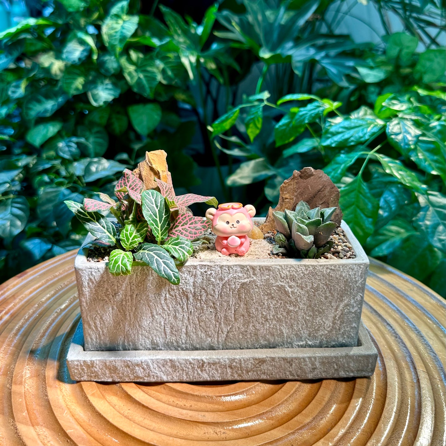 Fittonia and Haworthia Arrangement in Designer Pot