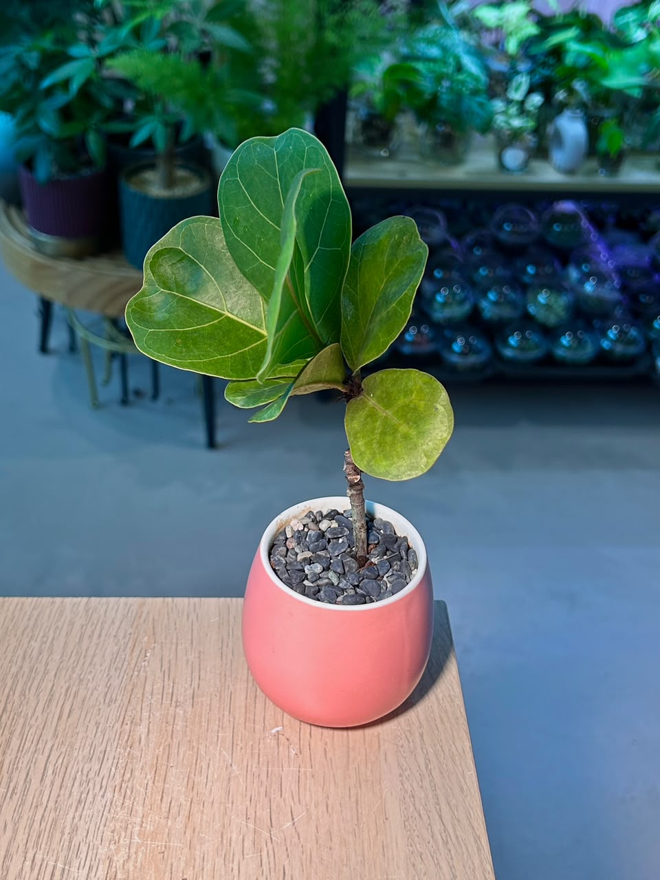 Ficus Lyrata Bambino (θΏ·δ½ η΄εΆζ¦) in Pink Matte Ceramic Pot