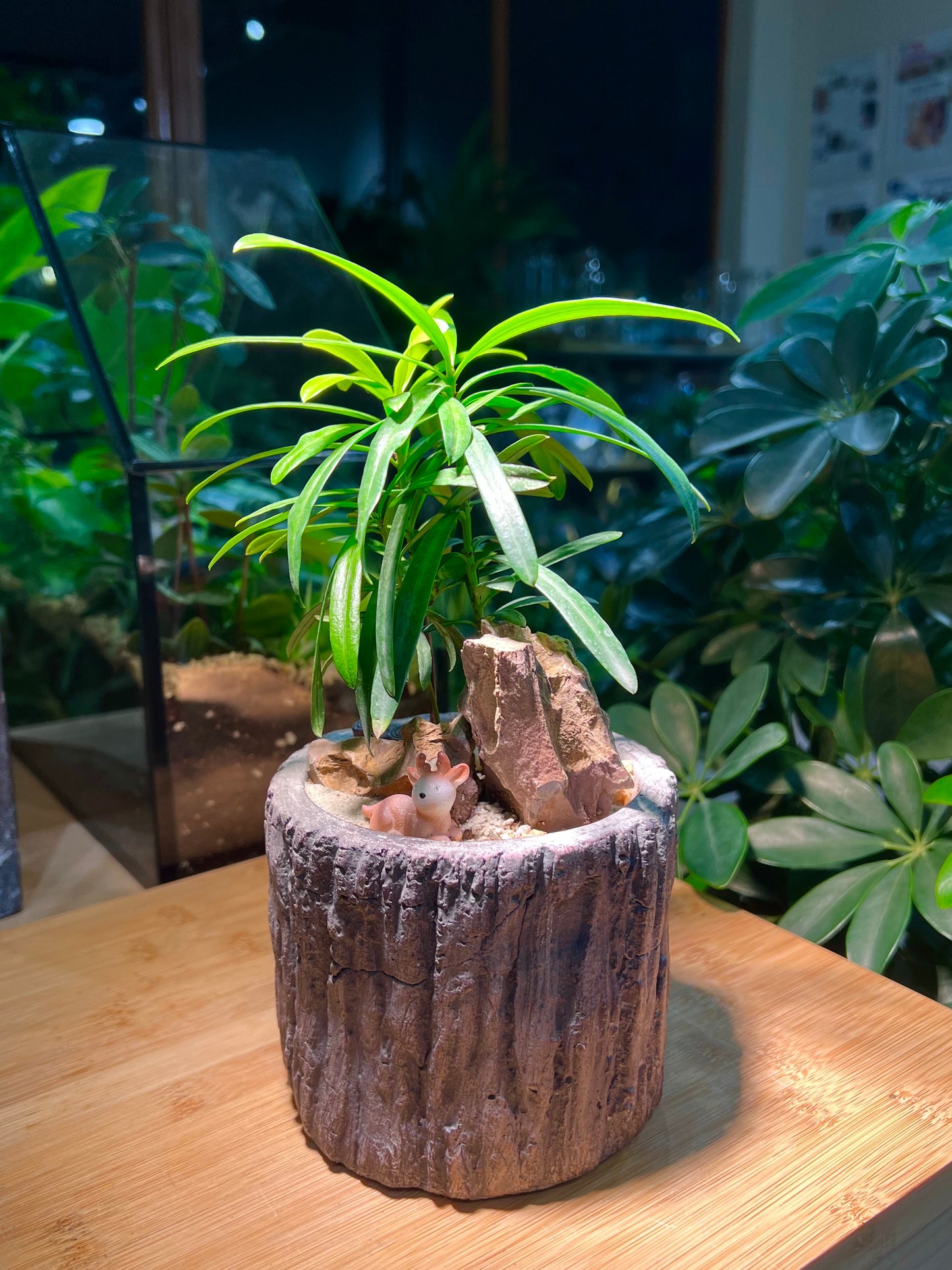 Podocarpus in Faux Stone Pot