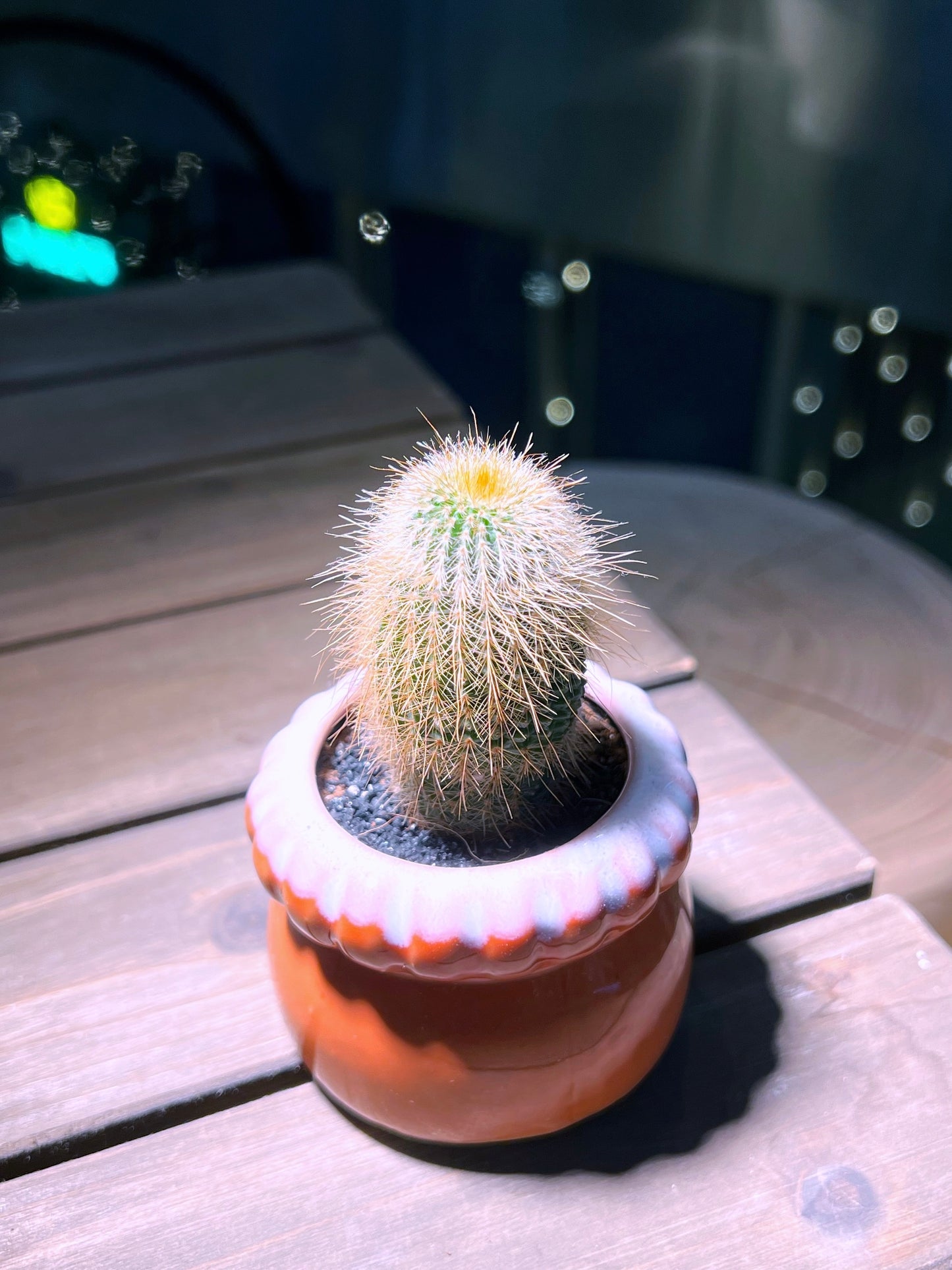 Echinocereus in Handmade Petal Edge Ceramic Pot