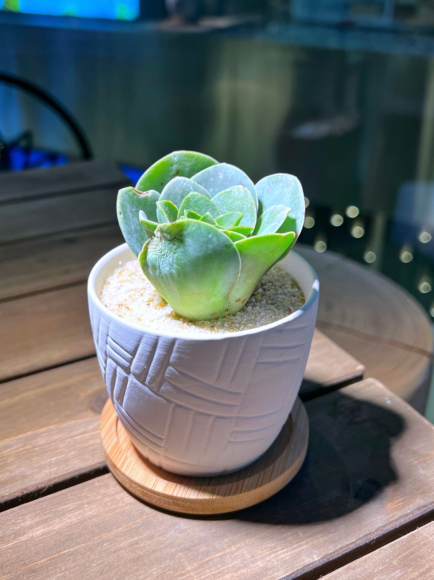 Mountain Rose in Handmade Concrete Pot