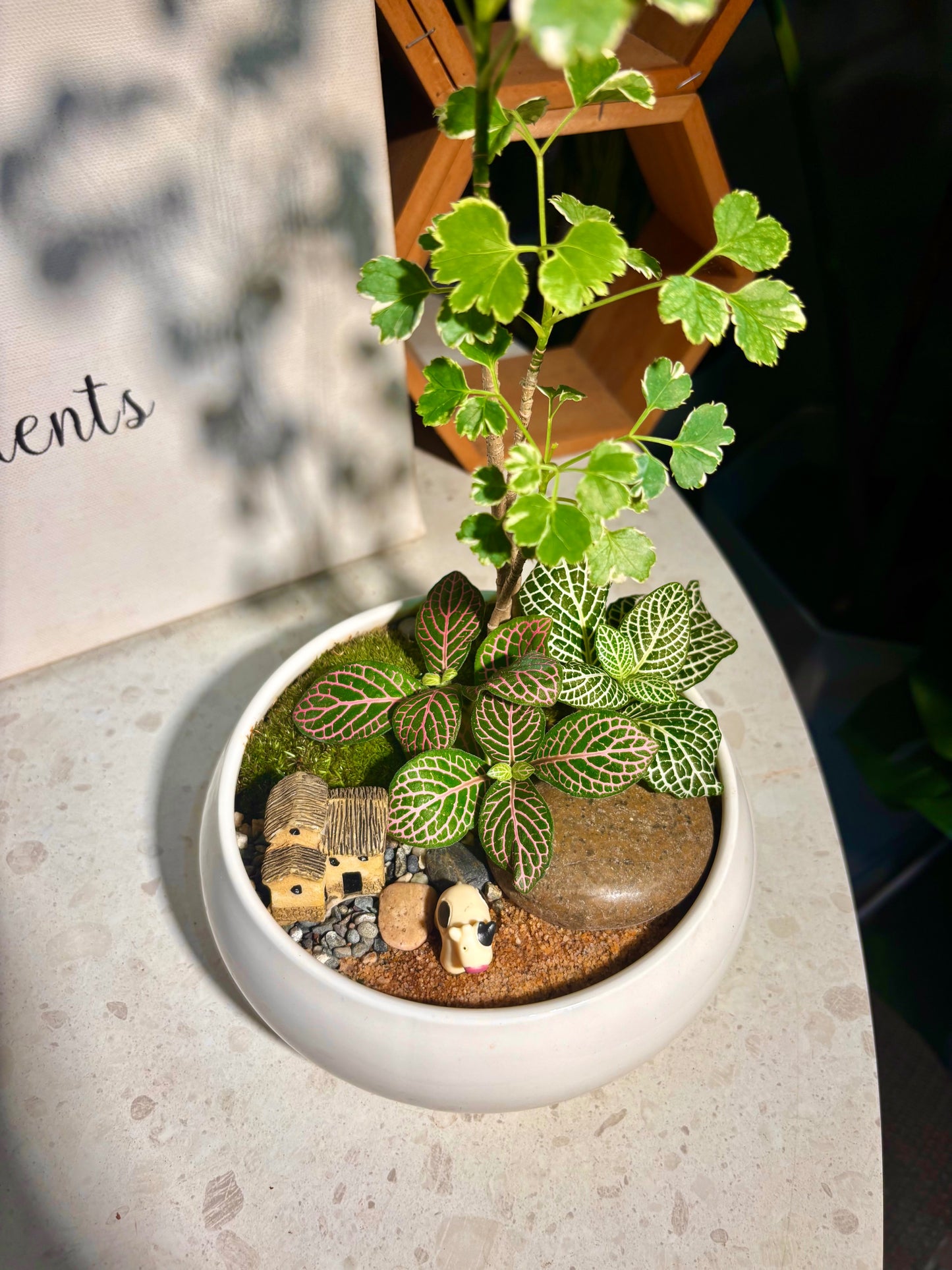 Fittonia & Polyscias Guifoylei Arrangement in White Pot 🤍