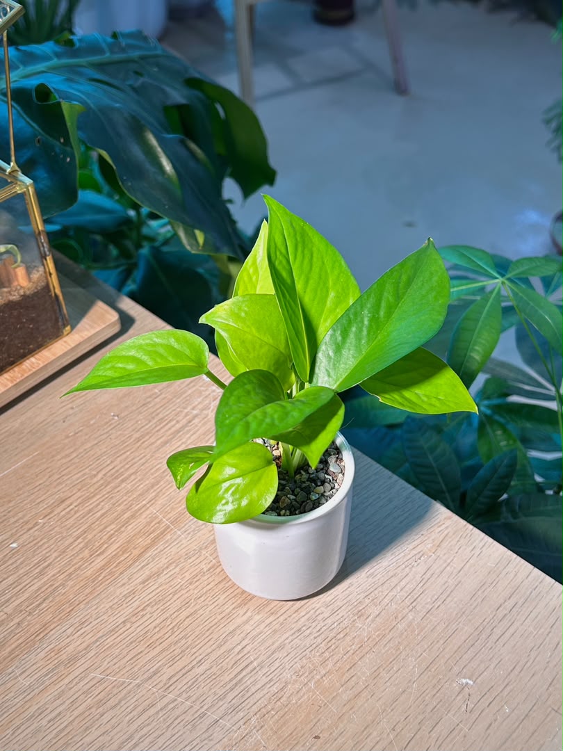 Golden Pothos (ι»ιθ) Epipremnum Aureum in White Glazed Ceramic Pot