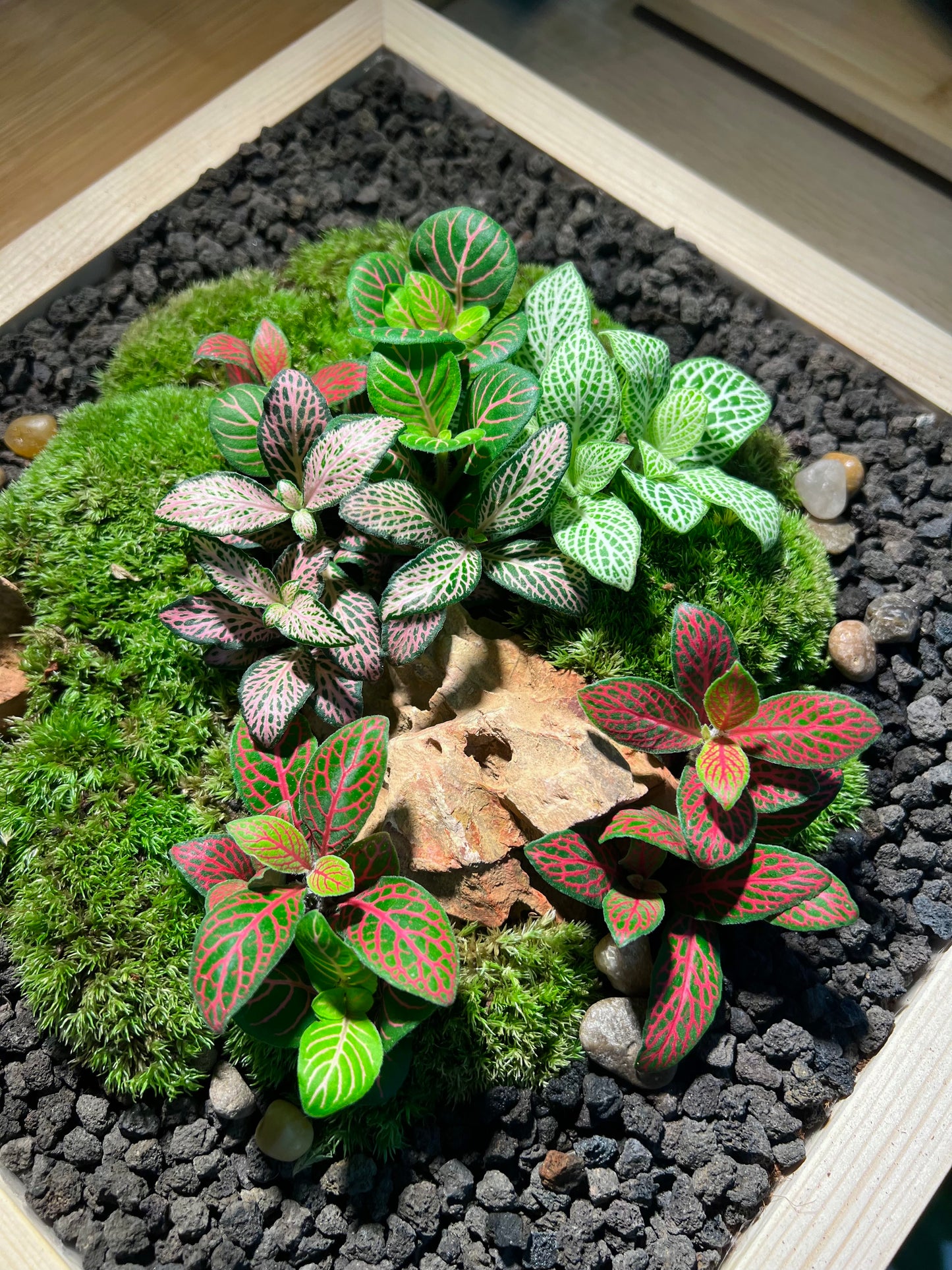 Indoor Plant Arrangement Display in Square Wooden Coaster (customised) - real plants