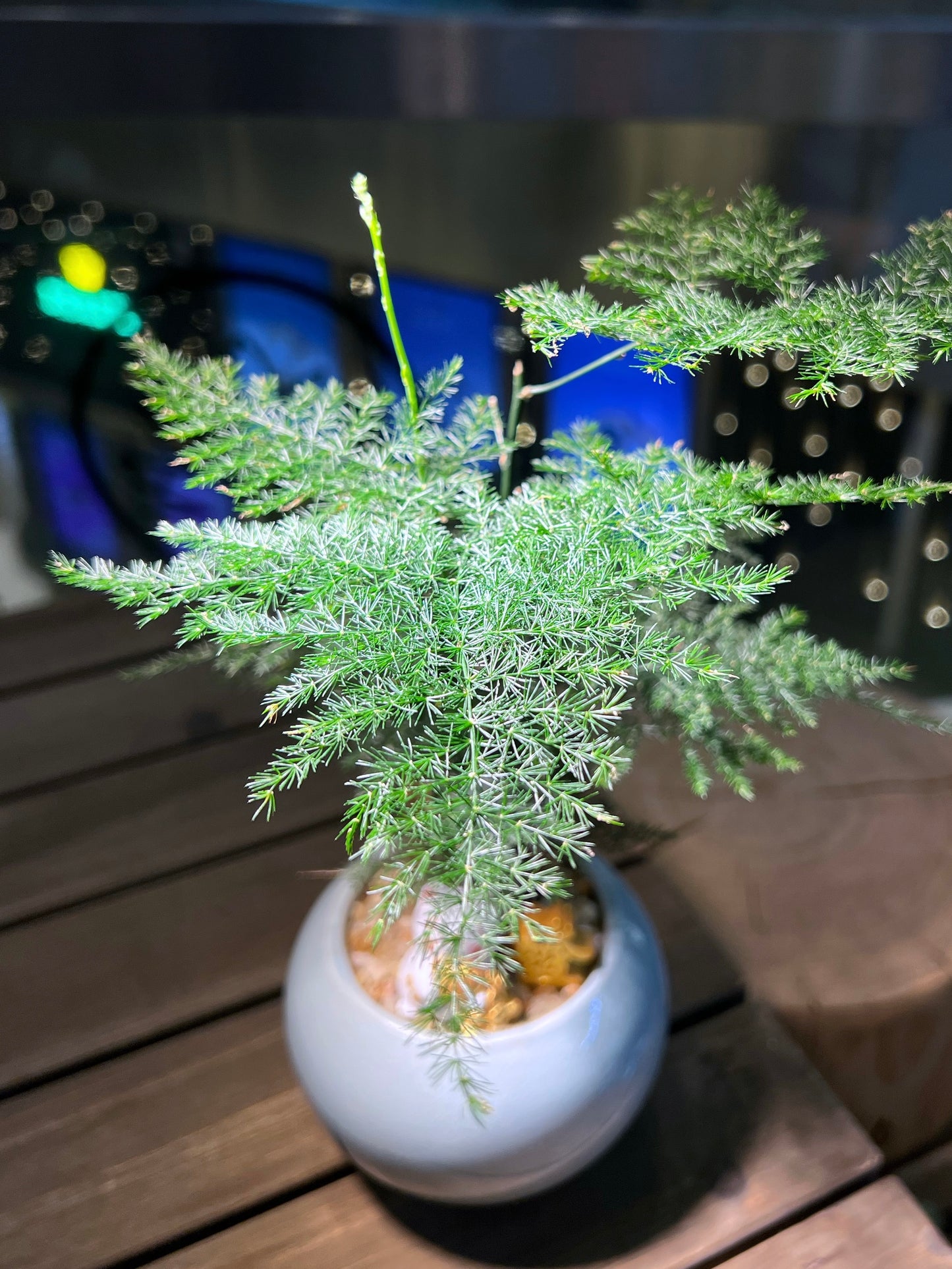 Asparagus Fern in Sea Blue Ceramic Pot