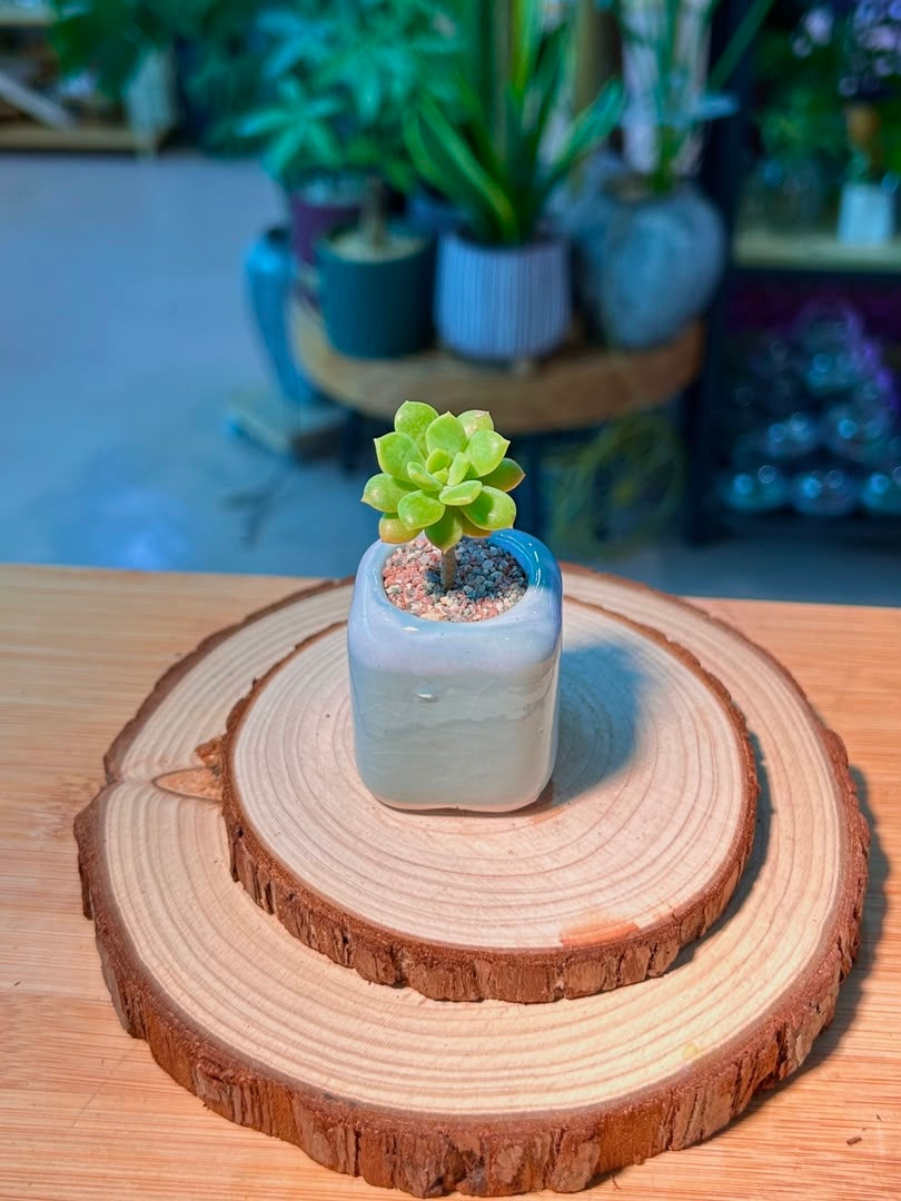 Echeveria Succulent (ζη³θ²θ±) in Blue Glazed Ceramic Pot
