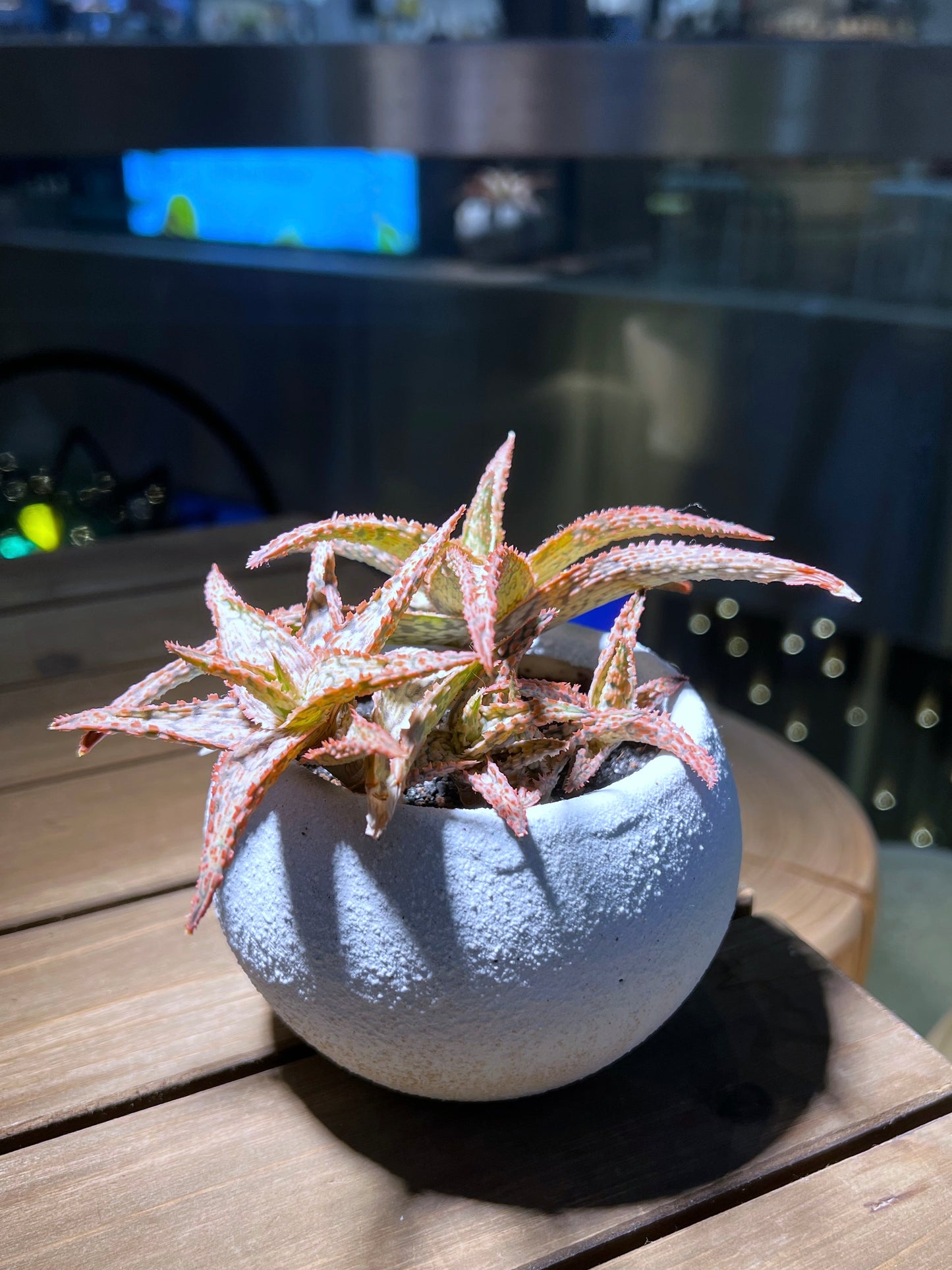 Aloe Pink Blush in Sea Blue Claypot