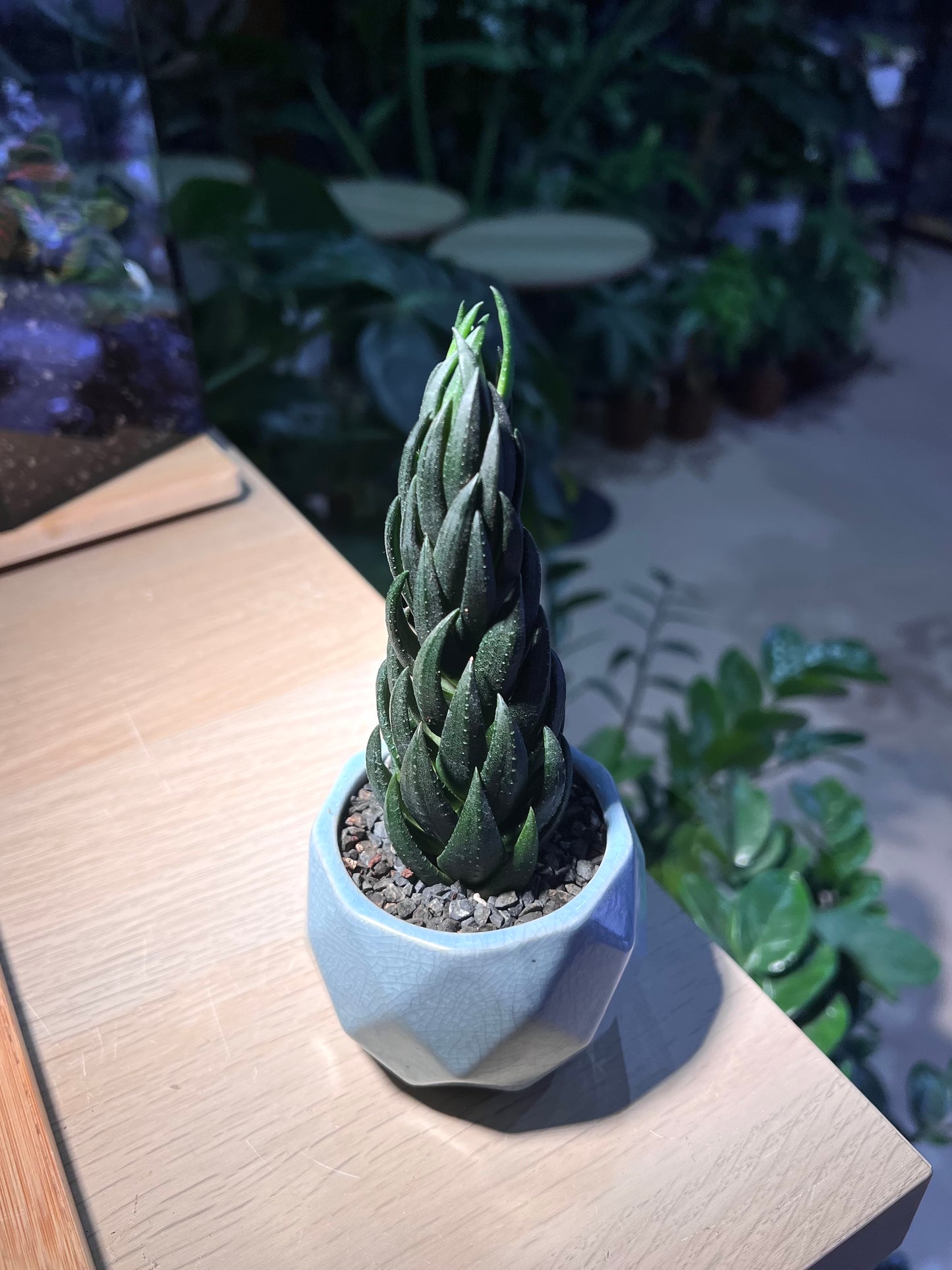 Haworthia Coarctata in Ceramic Pot