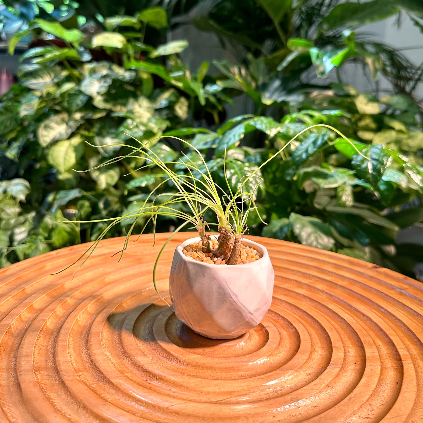 Albuca Humilis in Designer Pot