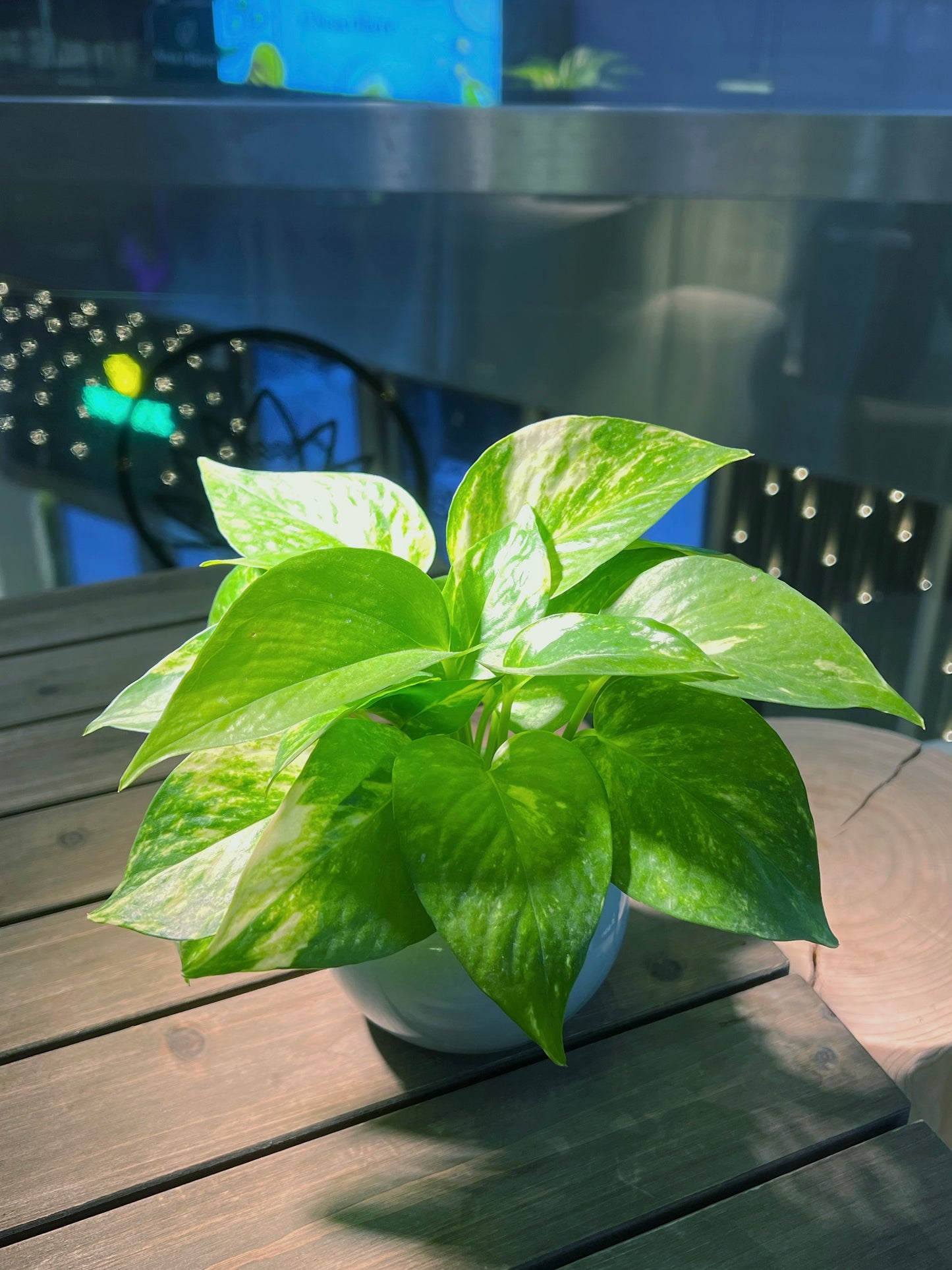 Golden Pothos in Sky Blue Ceramic Pot