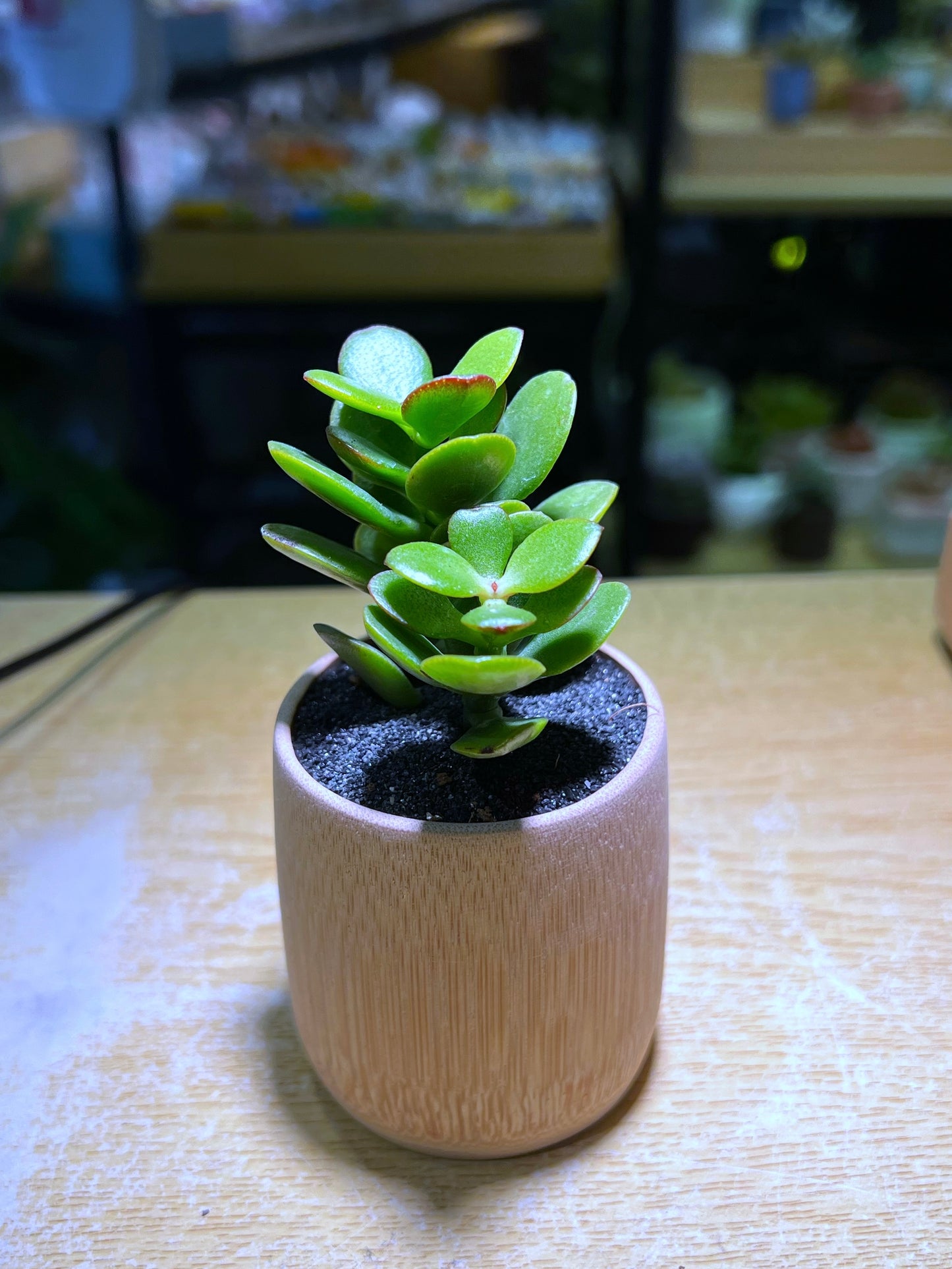 Jade Plant in Bamboo Pot