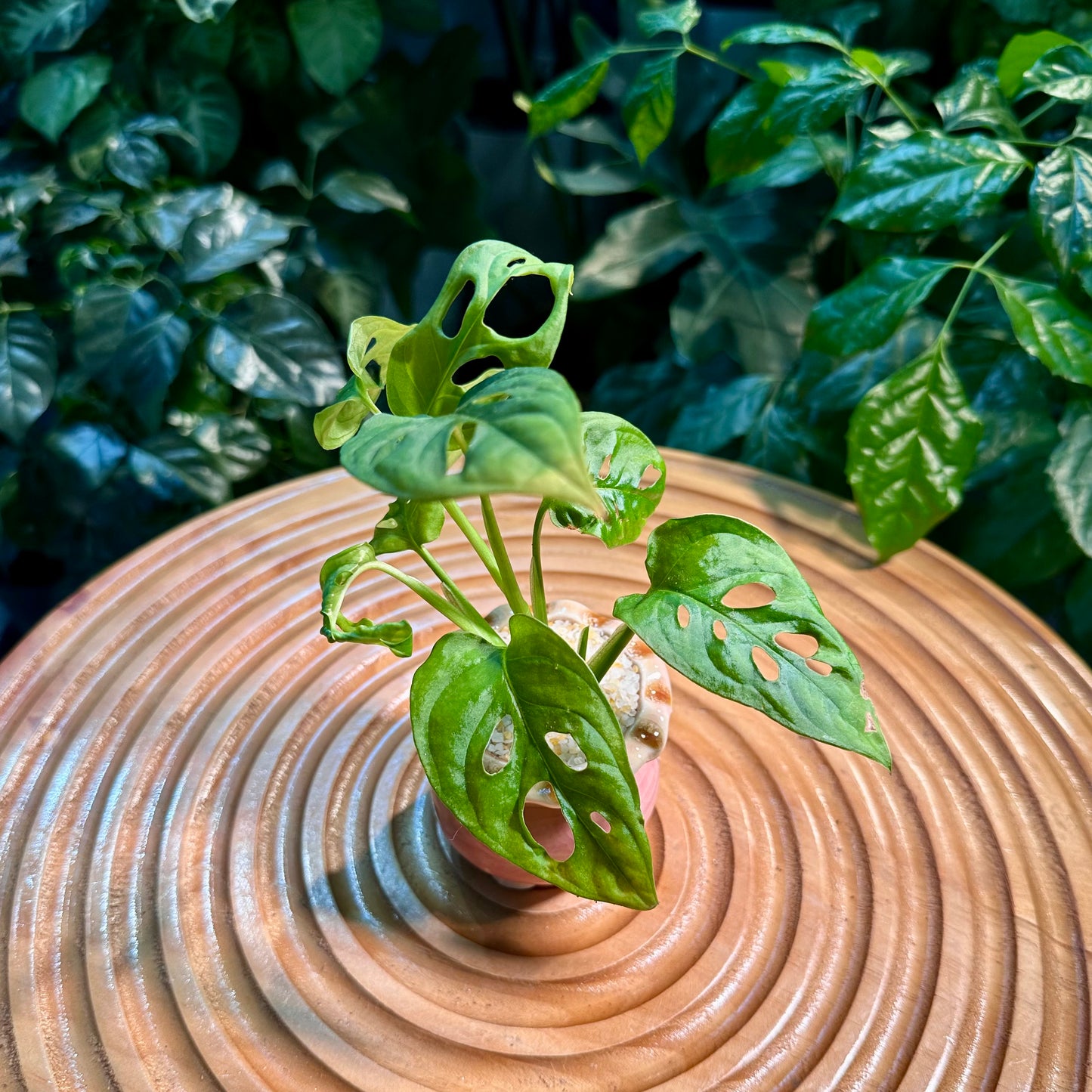 Monstera Adansonii in Pink Designer Pot