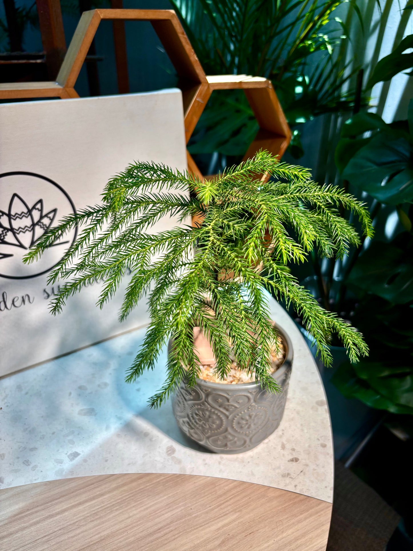 Araucaria Heterophylla in Grey Pot 🩶