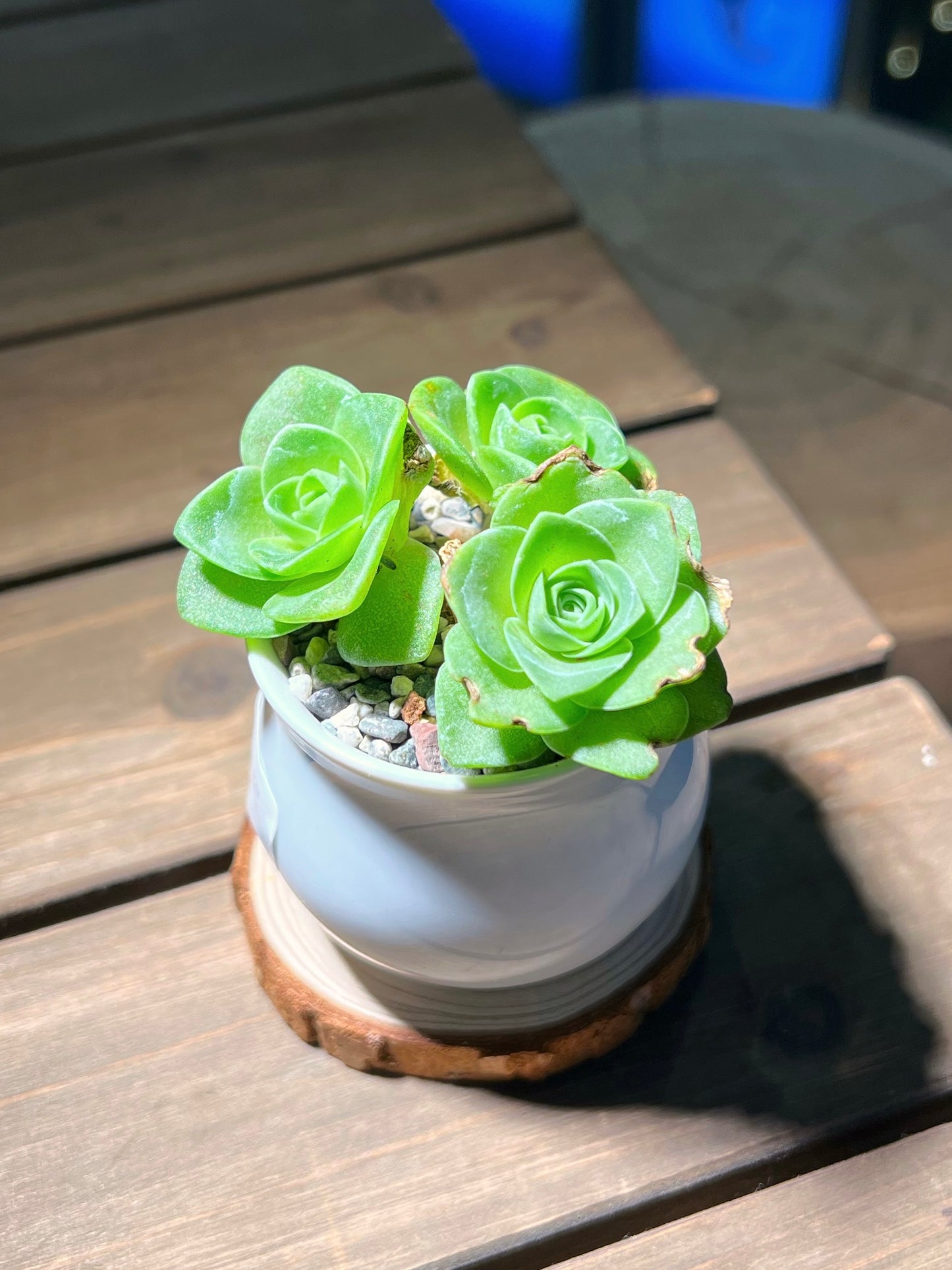 Mountain Rose in White Belly Ceramic Pot