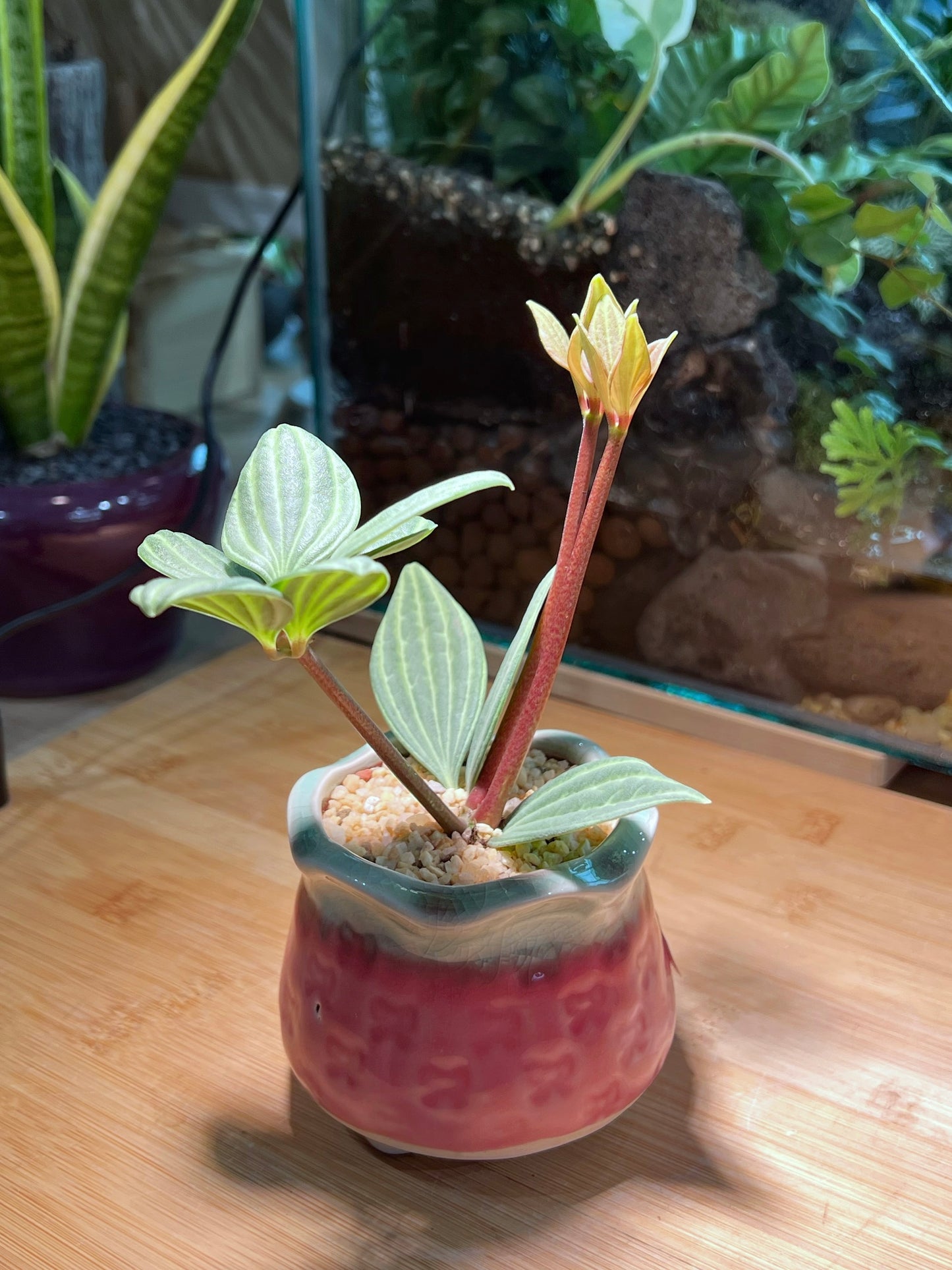 Peperomia Tetragona in Ribben Pink Pot 🎀