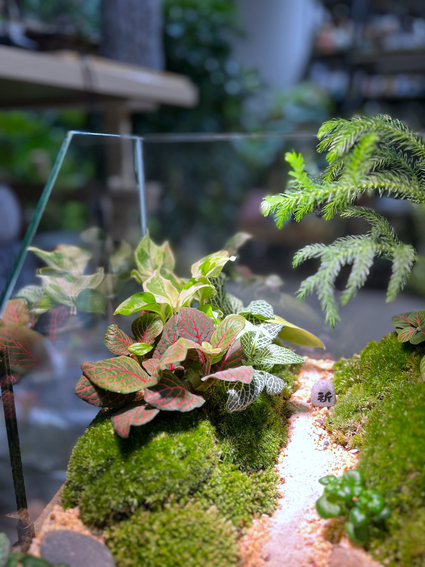 Indoor Plant Arrangement in Serene Forestscape Terrarium