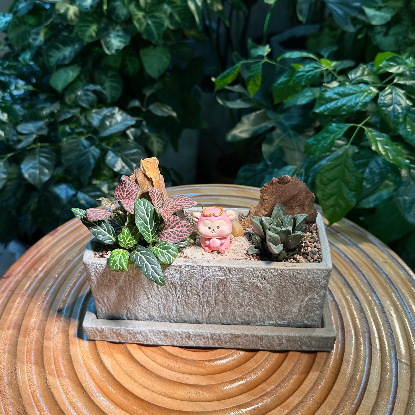 Fittonia and Haworthia Arrangement in Designer Pot