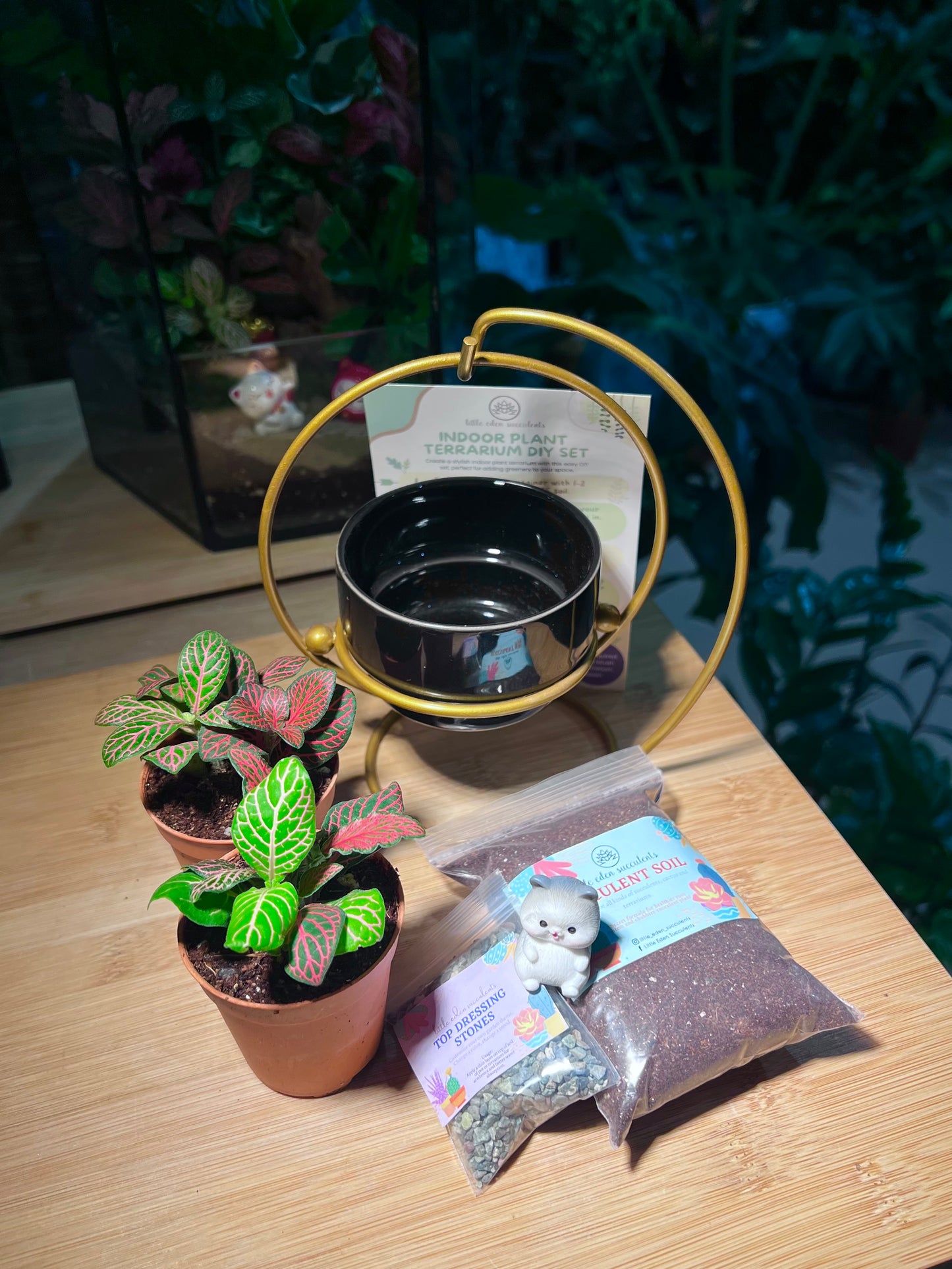 DIY Set - Indoor Plant (Fittonia) in Swinging Pot