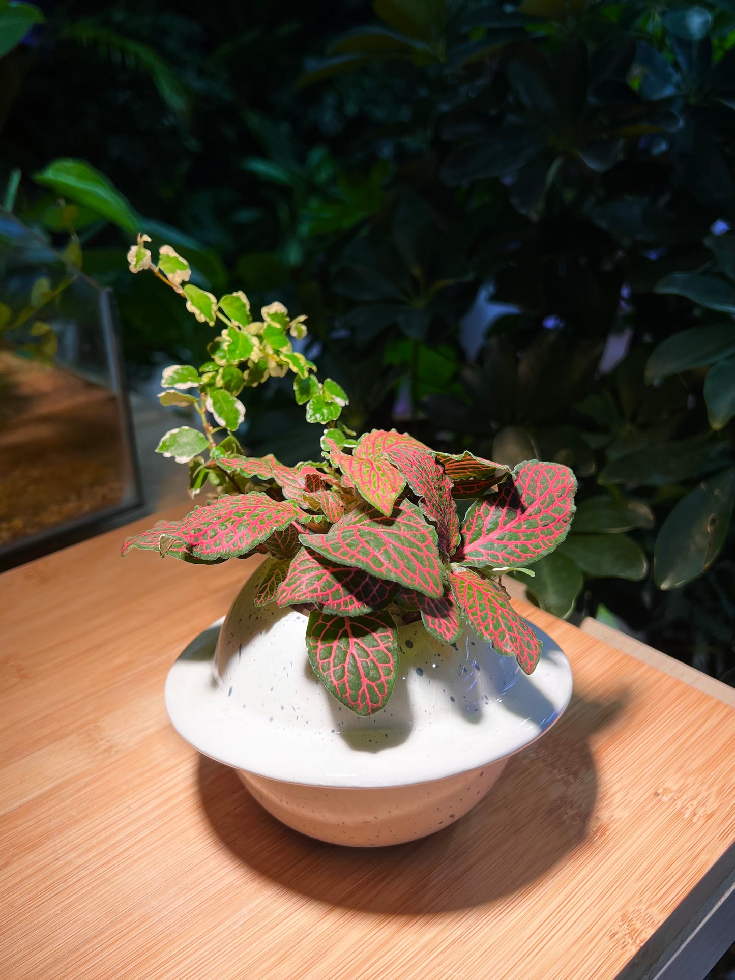 Fittonia and Ficus Pumila Arrangement in Saturn Ceramic Pot