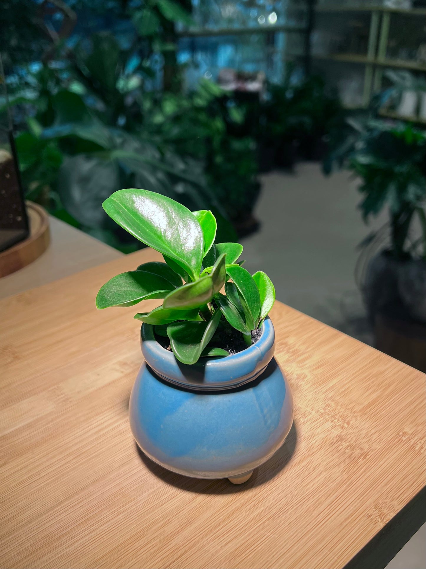 Peperomia Obtusifolia in Sea Blue Ceramic Pot