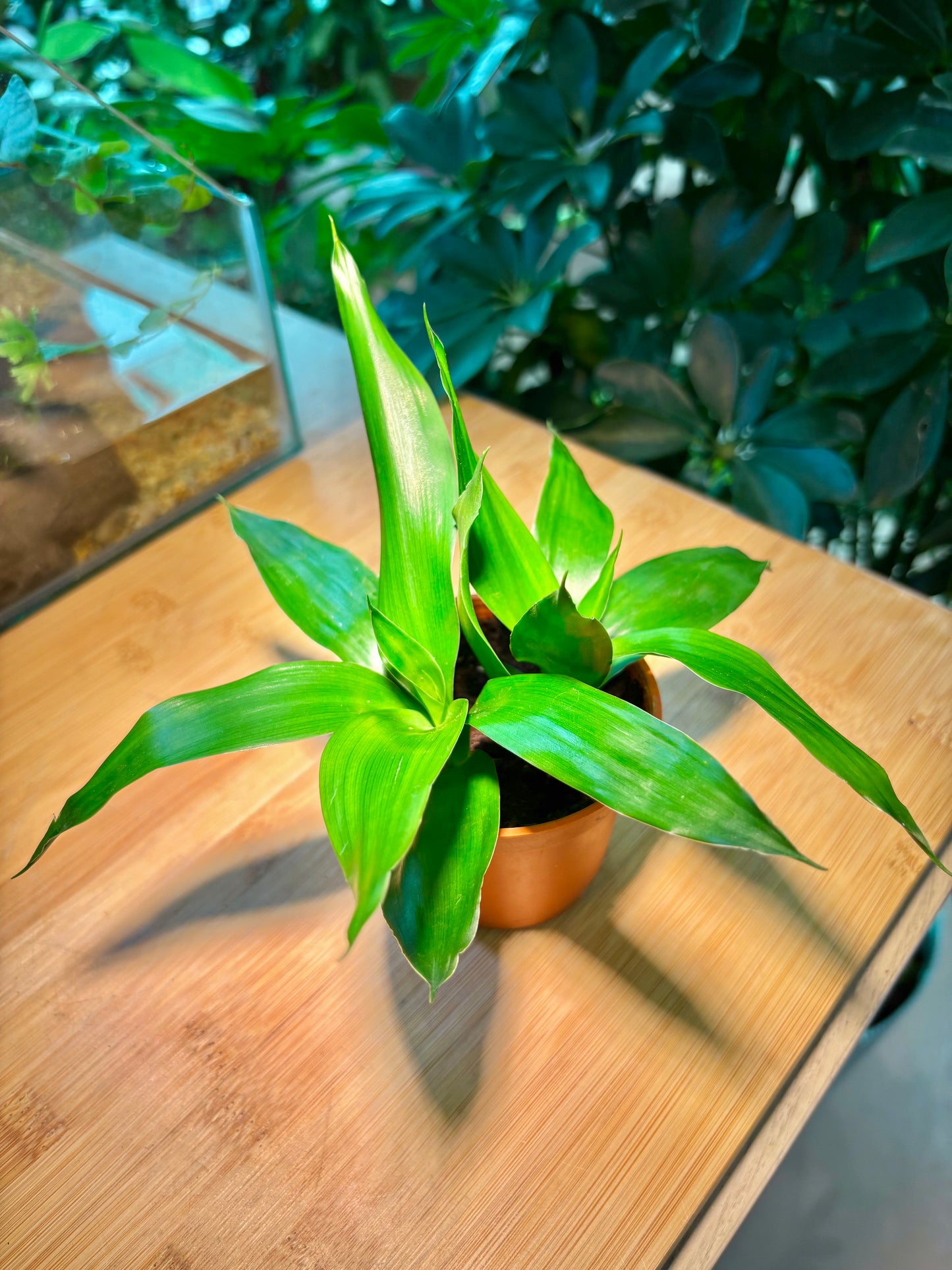 Callisia Fragrans in Plastic Pot