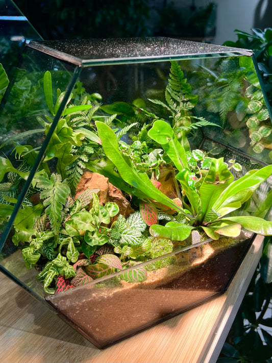 Fittonia and Fern with Moss Arrangement in Hexagonal Aqua Glass