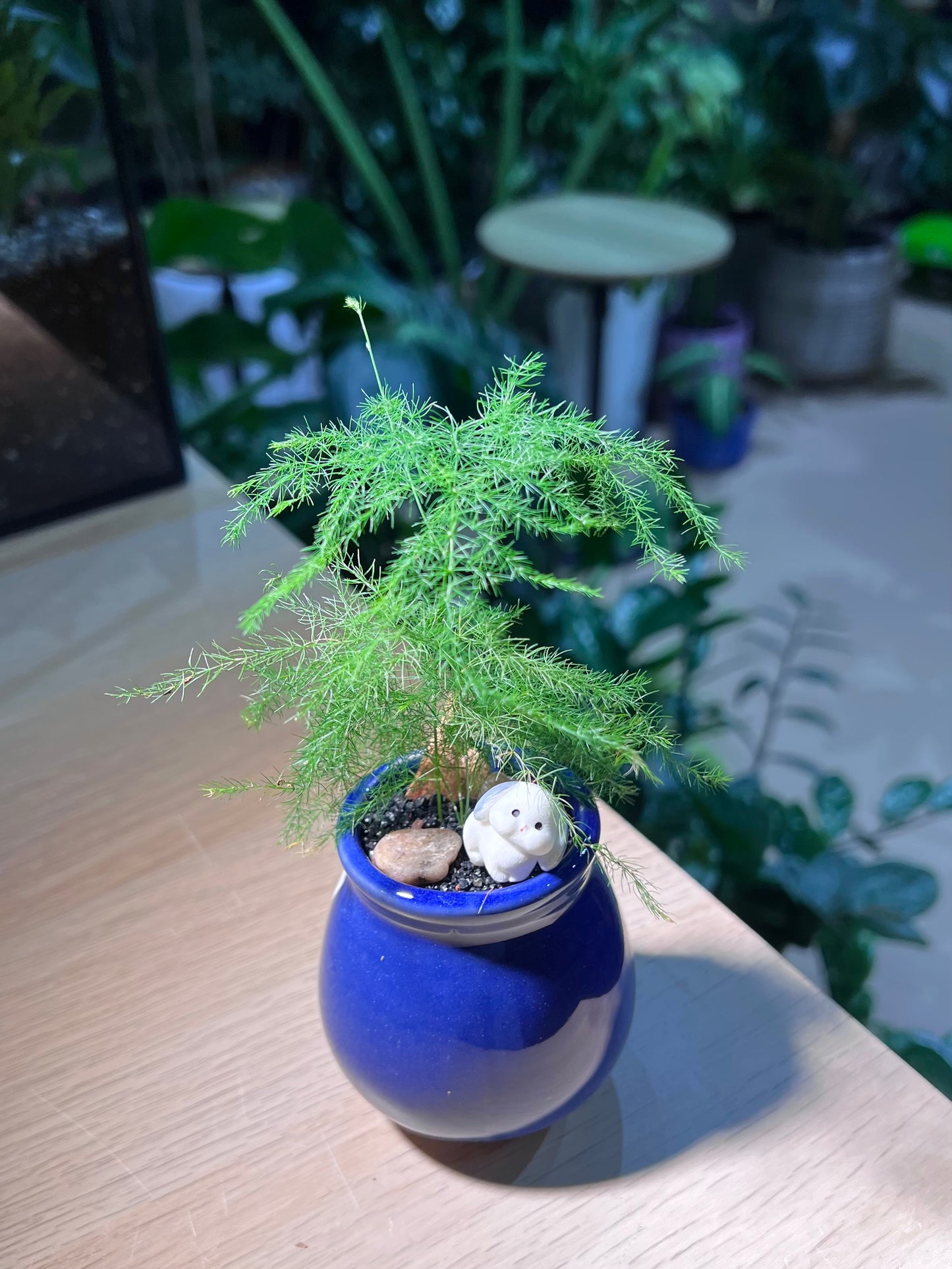 Asparagus Fern in Midnight Blue Ceramic Pot