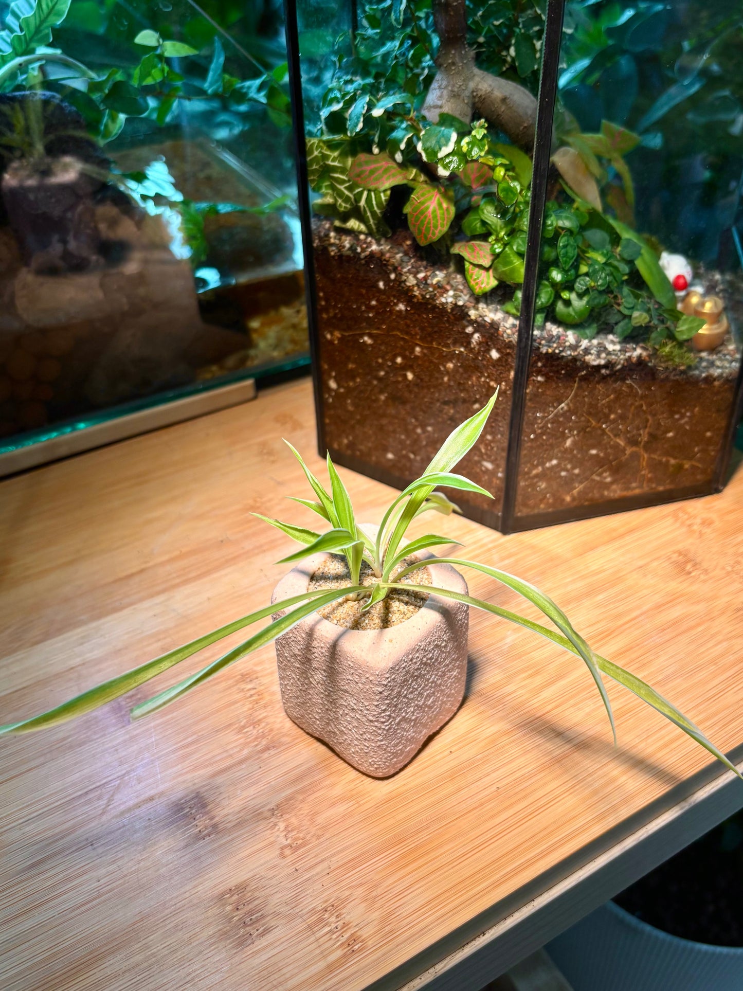 Chlorophytum Capense in Pastel Pink Pot ๐ธ