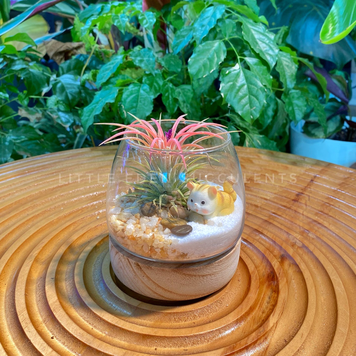 Airplant in Muji Glass with Wooden Base