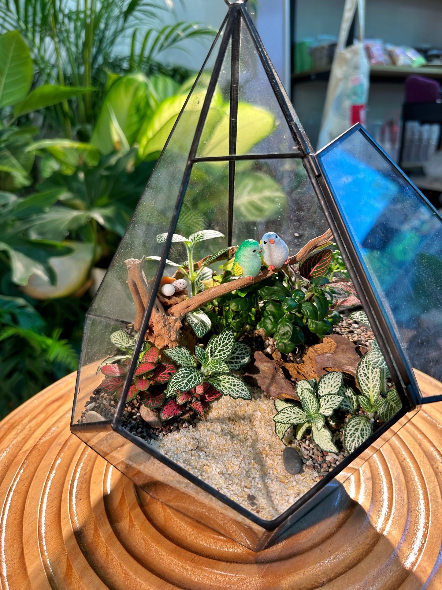 Fittonia & Fern Arrangement in Diamond Glass Terrarium (M)