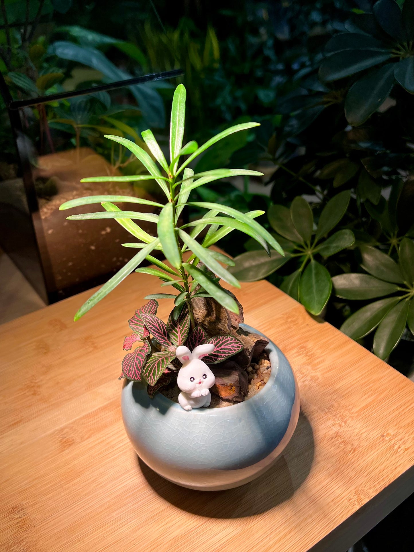 Fittonnia with Podocarpus Arrangement in Sky Blue Ceramic Pot