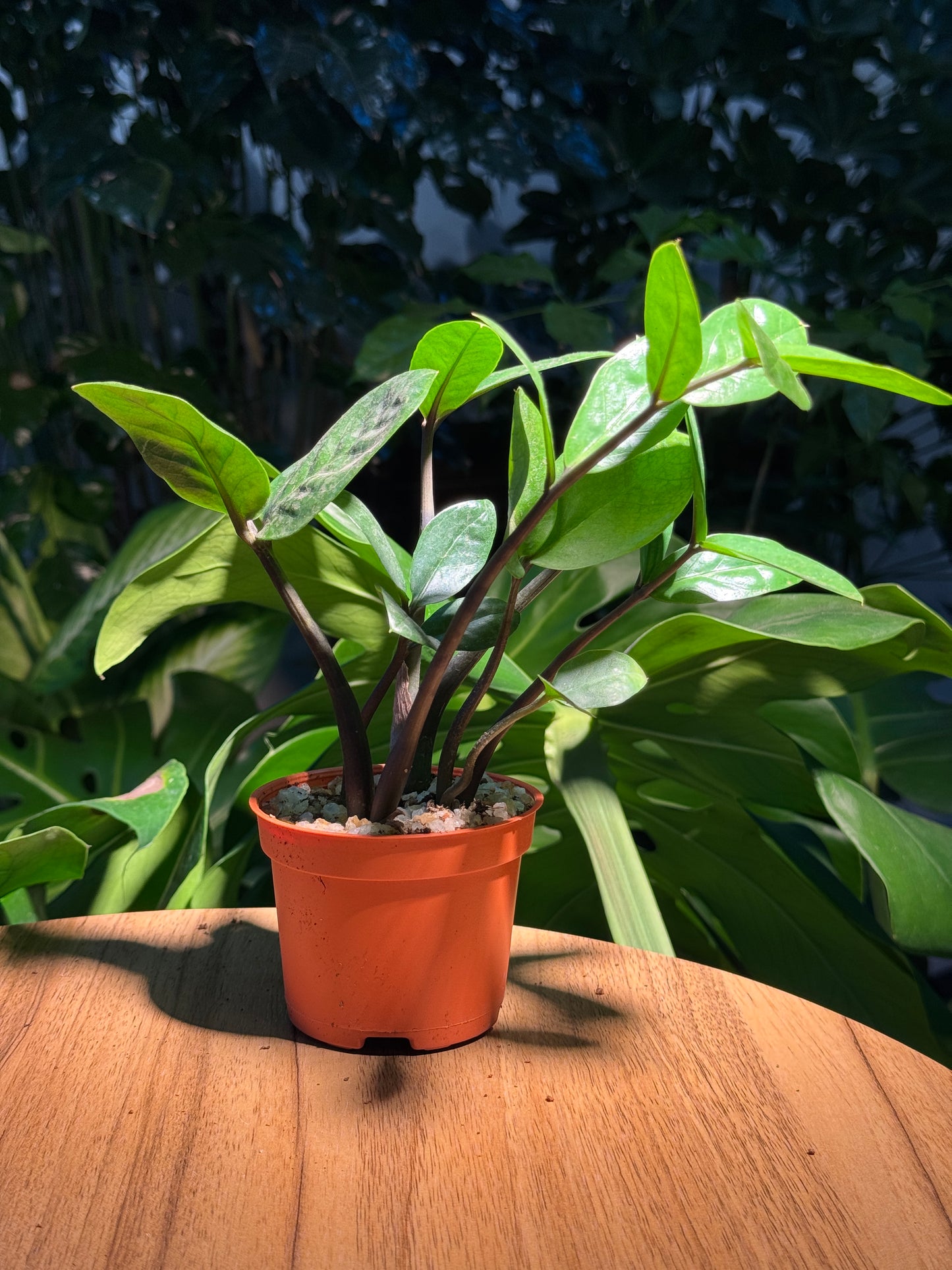 Syngonium in Plastic Pot