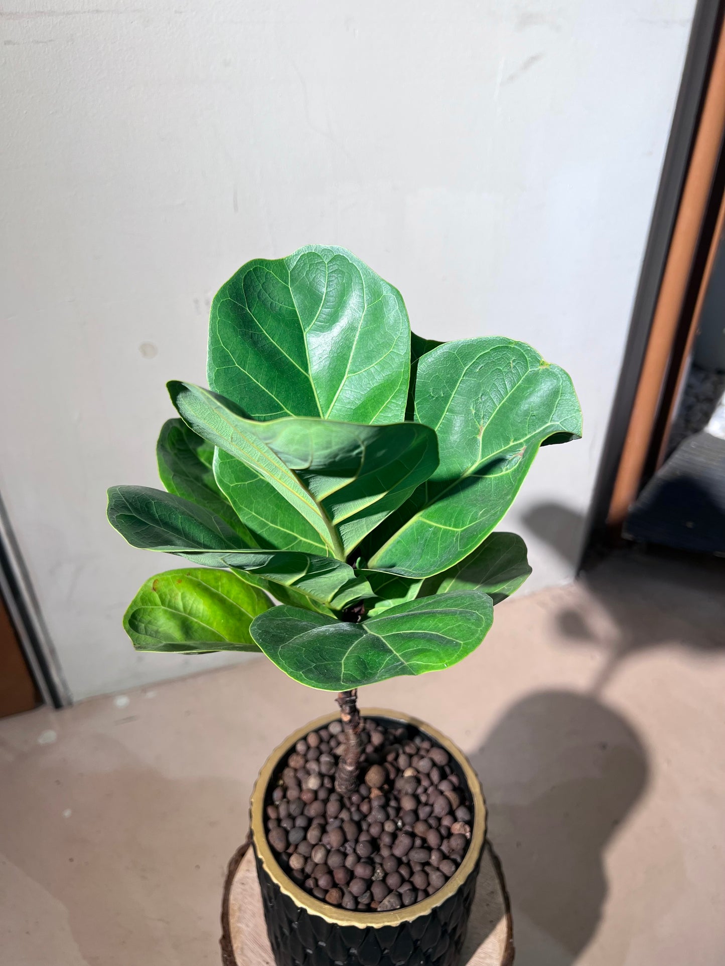 Ficus Lyrata (η΄εΆζ¦) in Black Pattern Designed Pot
