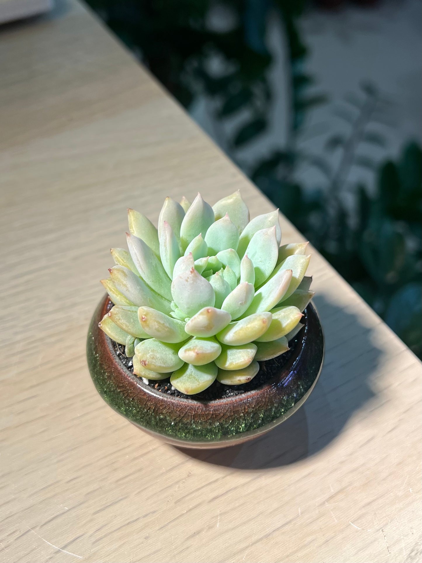 Echeveria in Saucer Plate